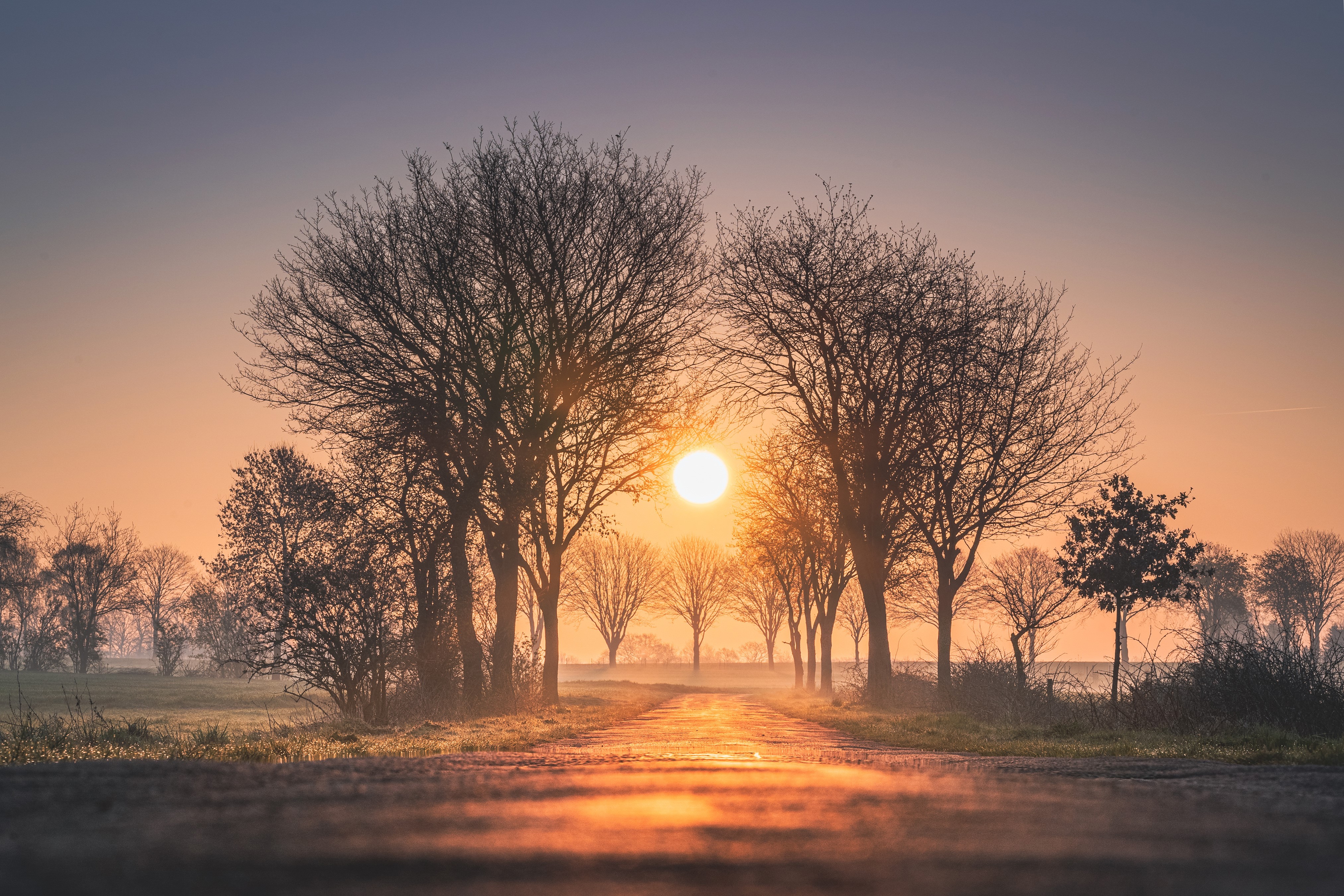 sunset, nature, hd, fog, trees, 4k, HD Wallpaper