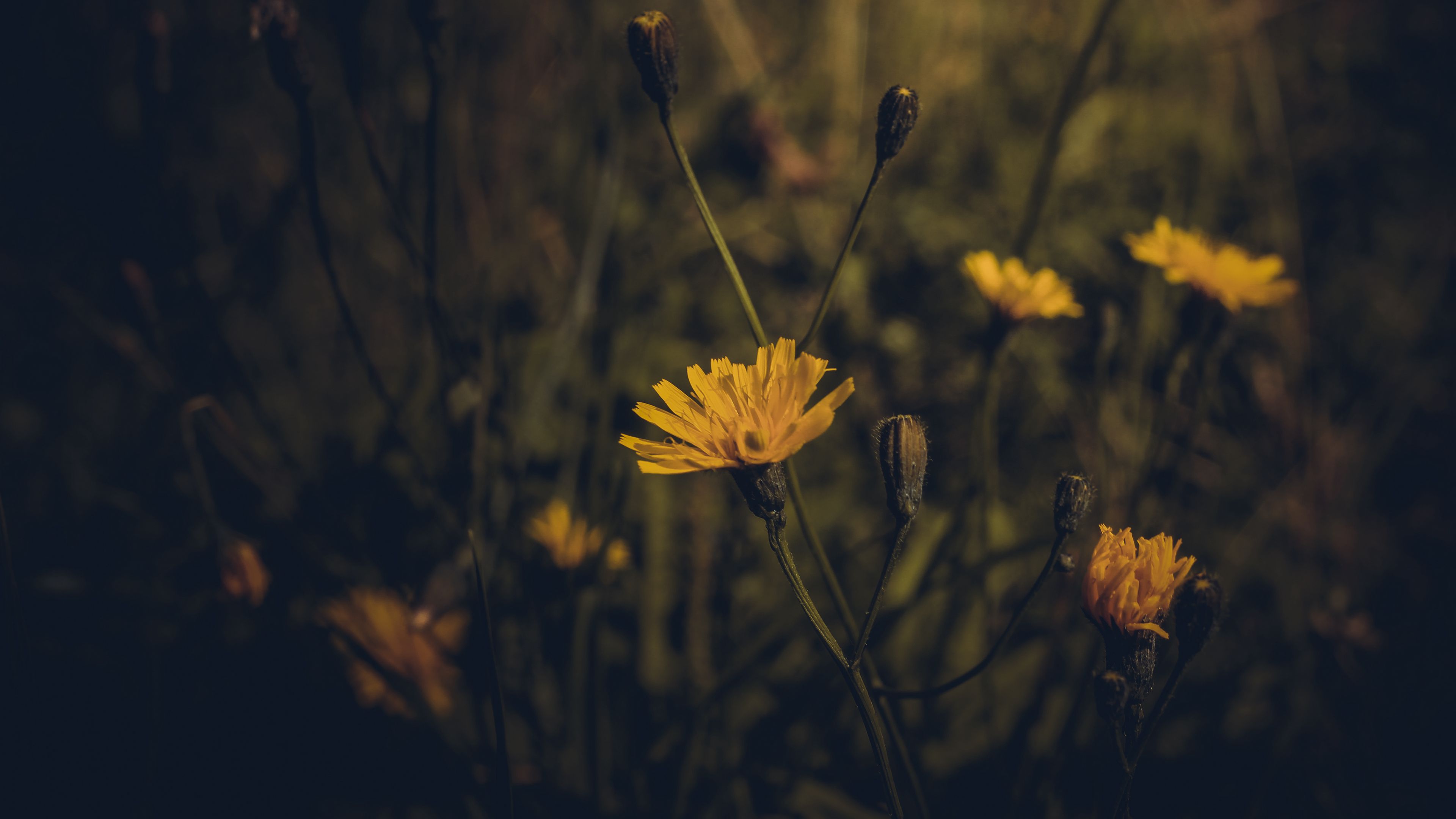 flower, yellow, plant, field, dark, 4k, HD Wallpaper