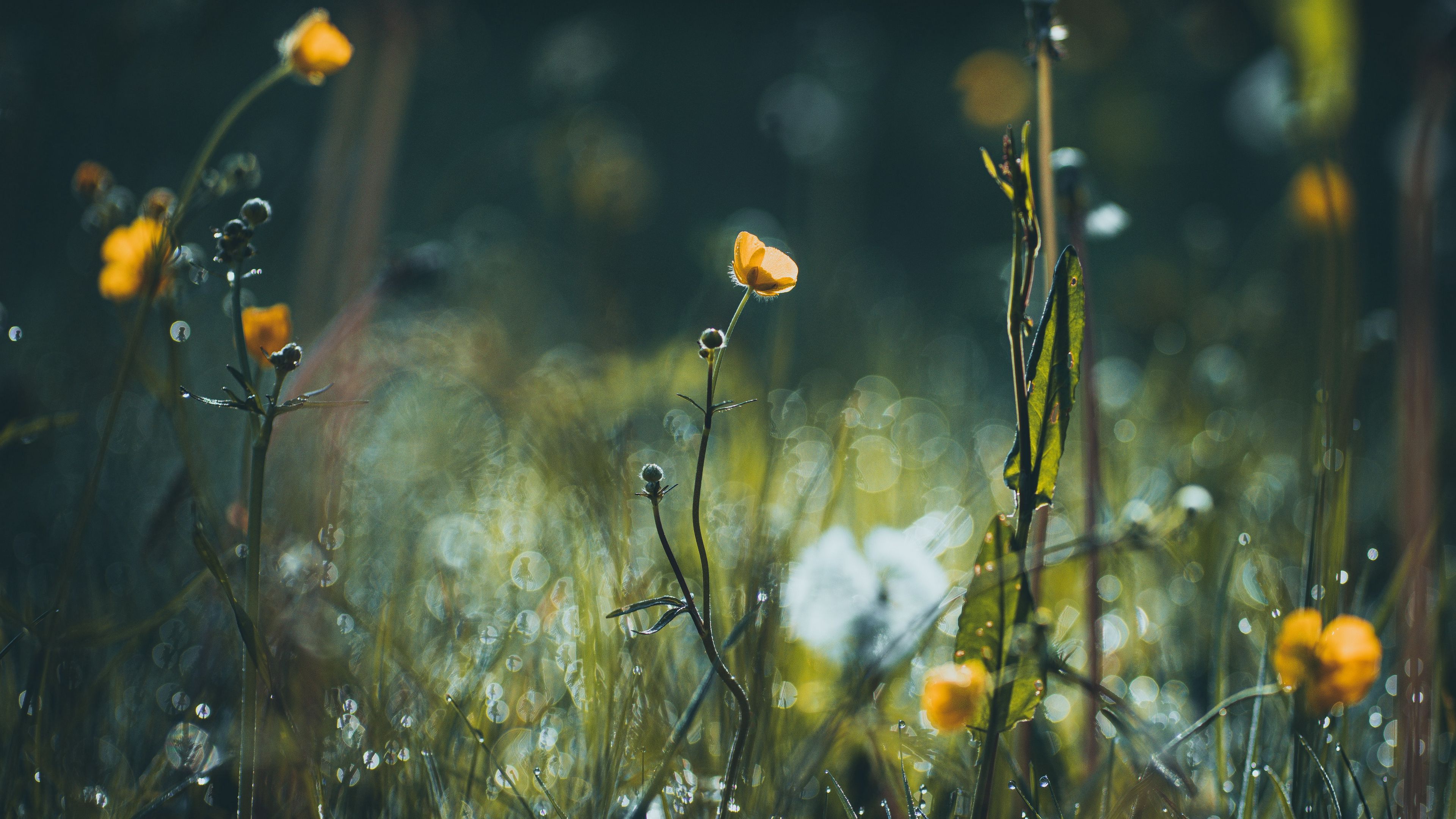 flowers, grass, meadow, macro, focus, 4k, HD Wallpaper