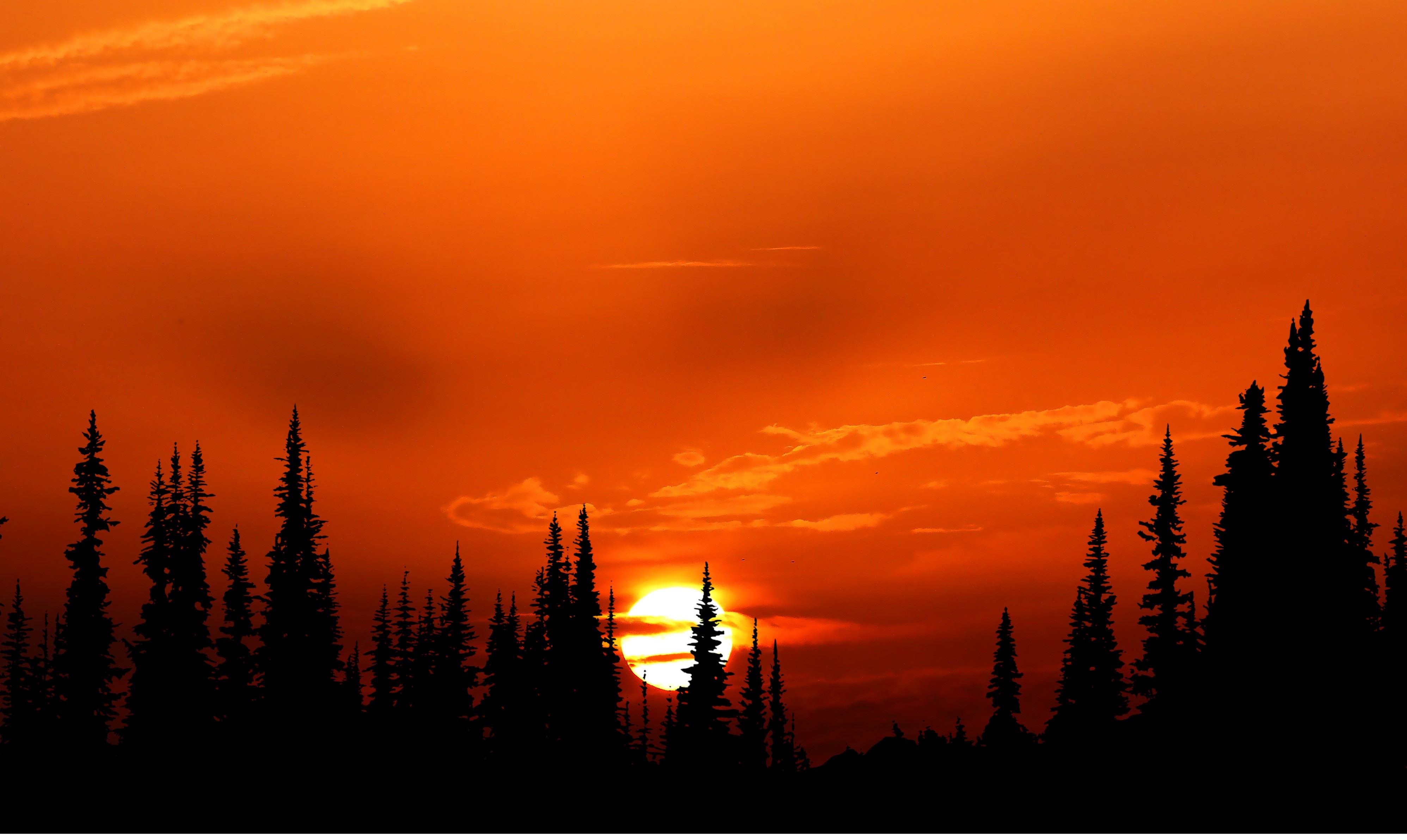 forest, nature, hd, 4k, sunset, HD Wallpaper