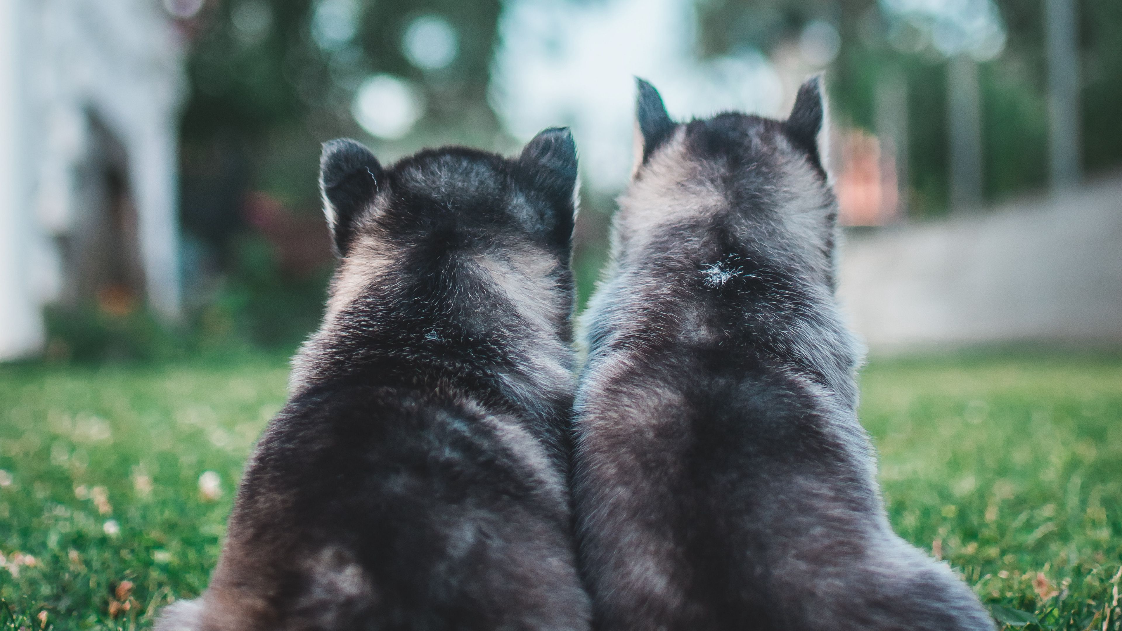 puppies, dogs, grass, lawn, animals, 4k, HD Wallpaper