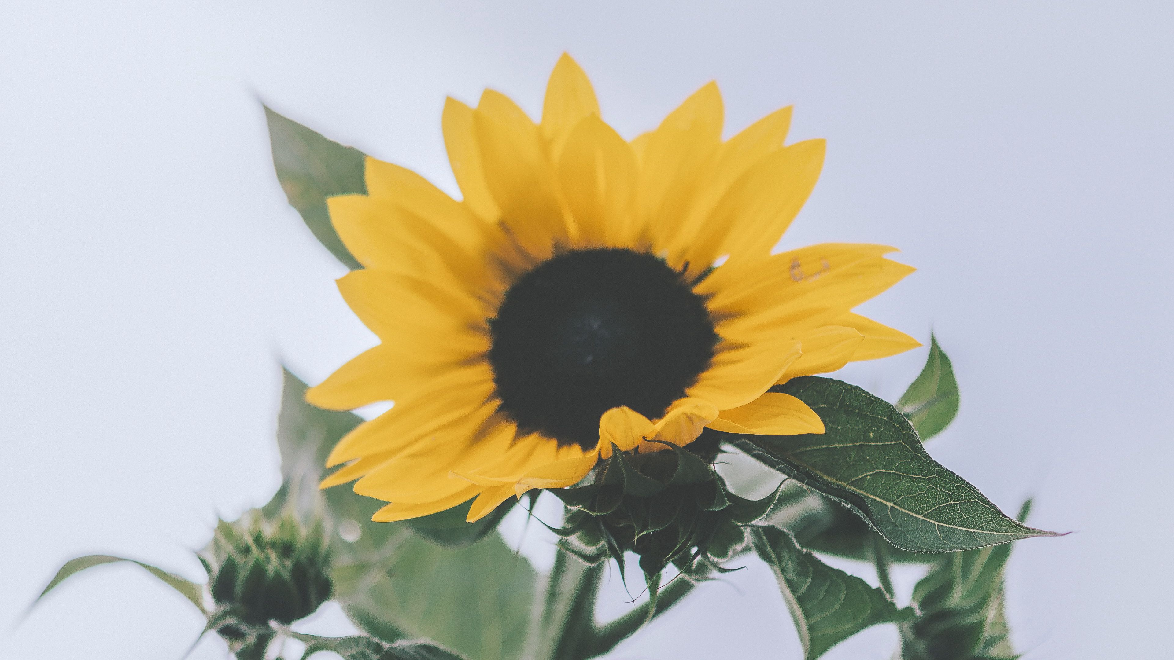 sunflower, yellow, flower, bloom, plant, 4k, HD Wallpaper
