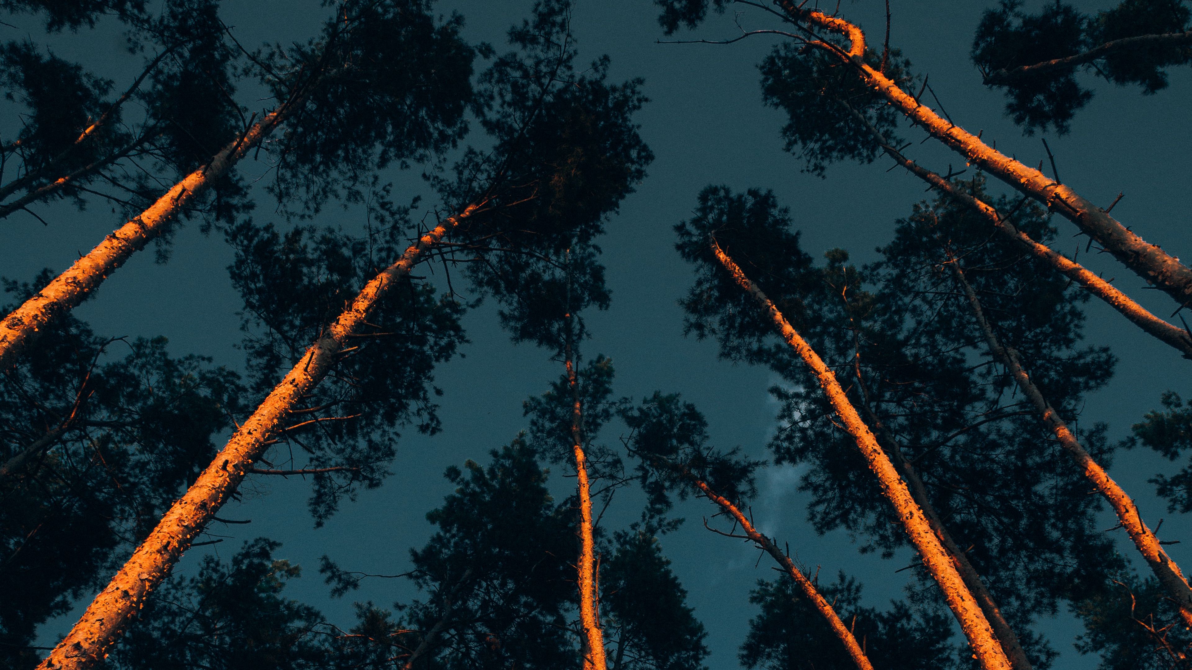 trees, trunks, crowns, treetops, forest, dark, 4k, HD Wallpaper