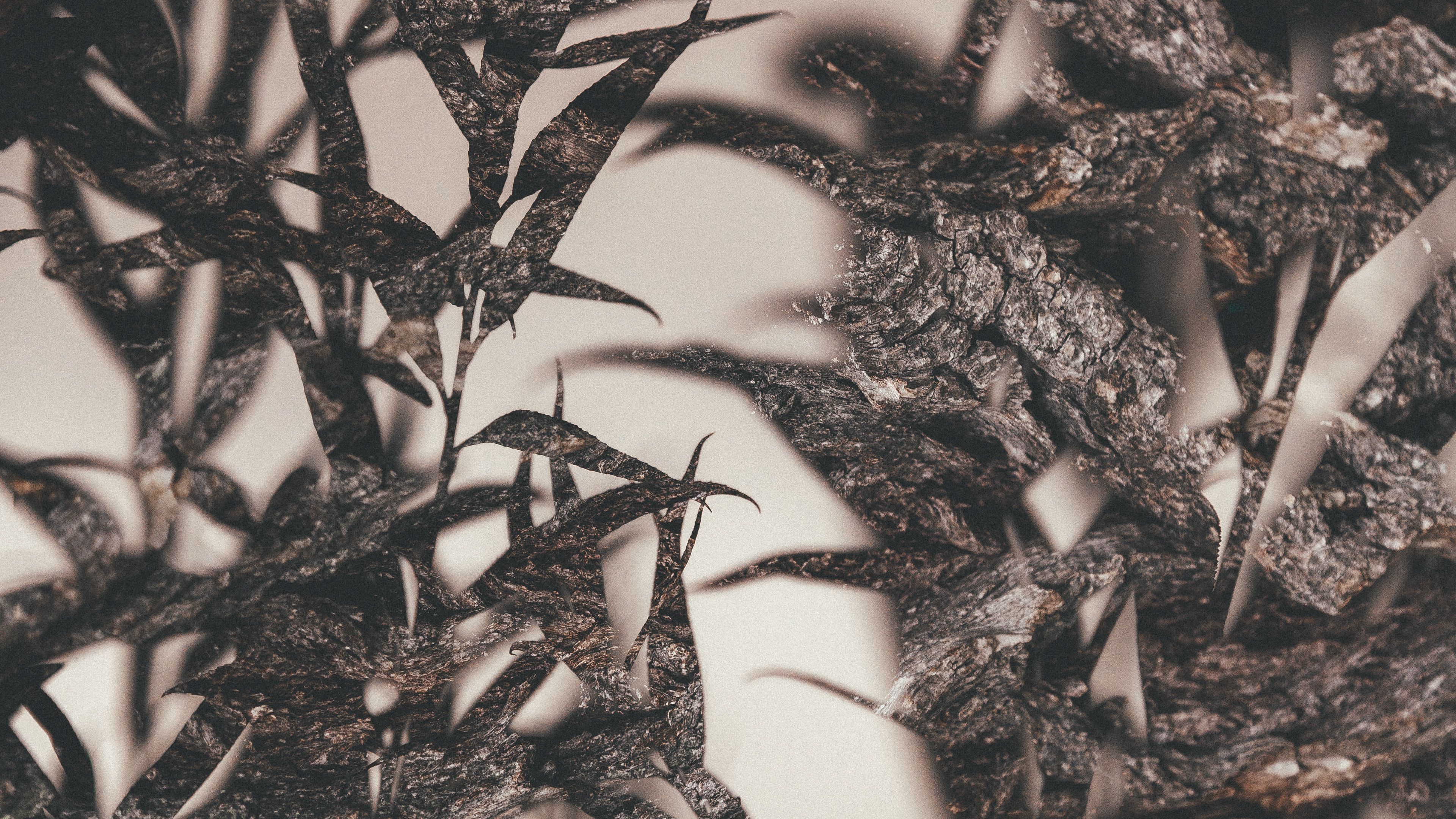 leaves, branches, outlines, double exposure, macro, 4k, HD Wallpaper