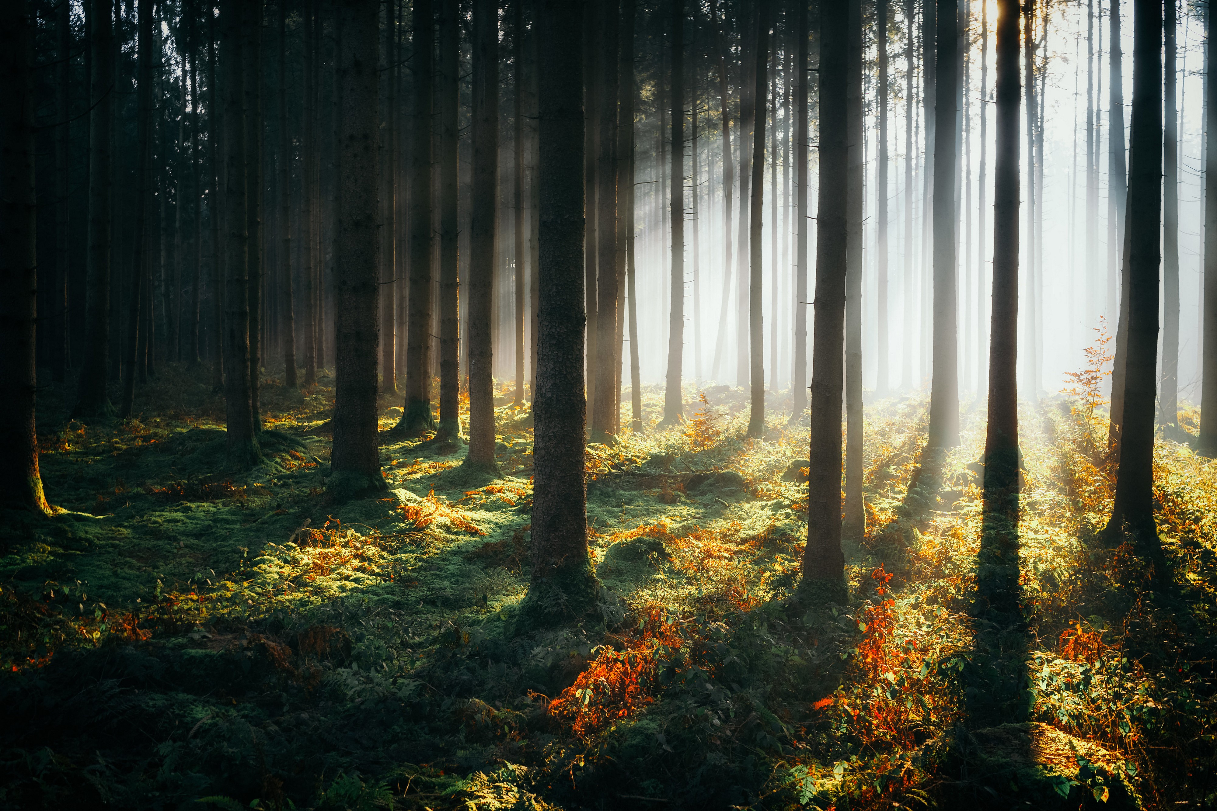 forest, nature, hd, sunbeam, 4k, HD Wallpaper