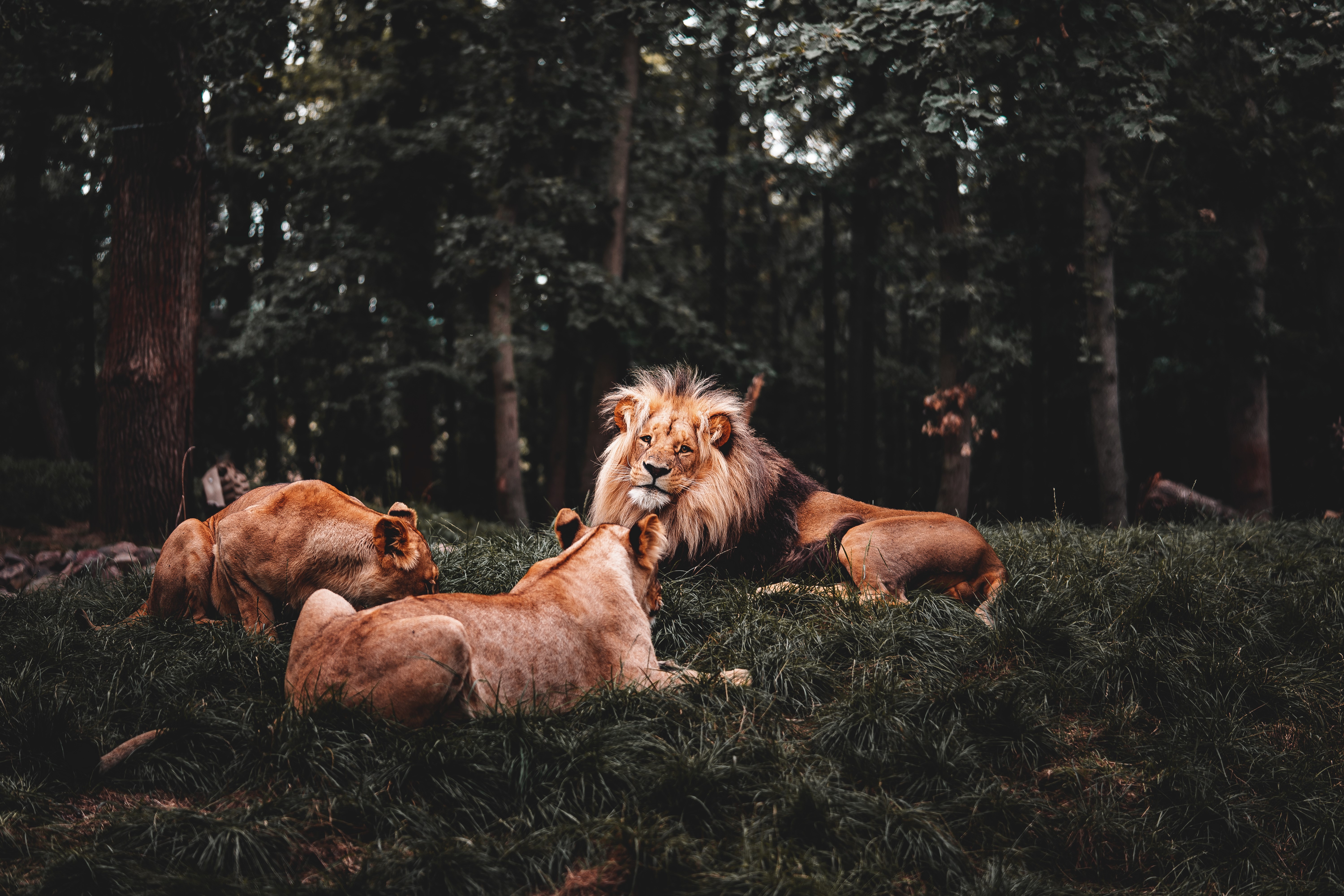 lion, animals, hd, 4k, 5k, HD Wallpaper