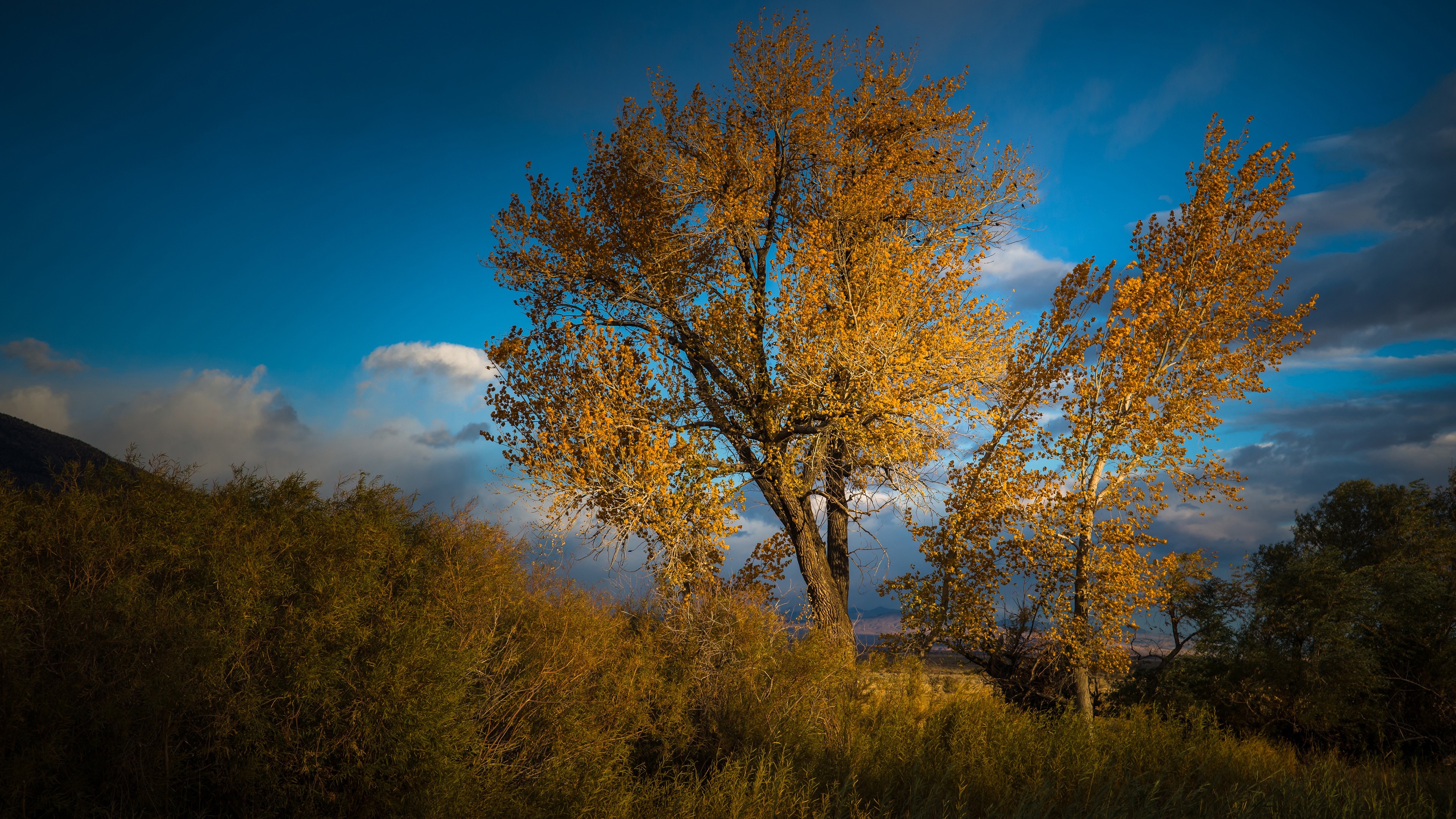 sky, blue, trees, fall, HD Wallpaper