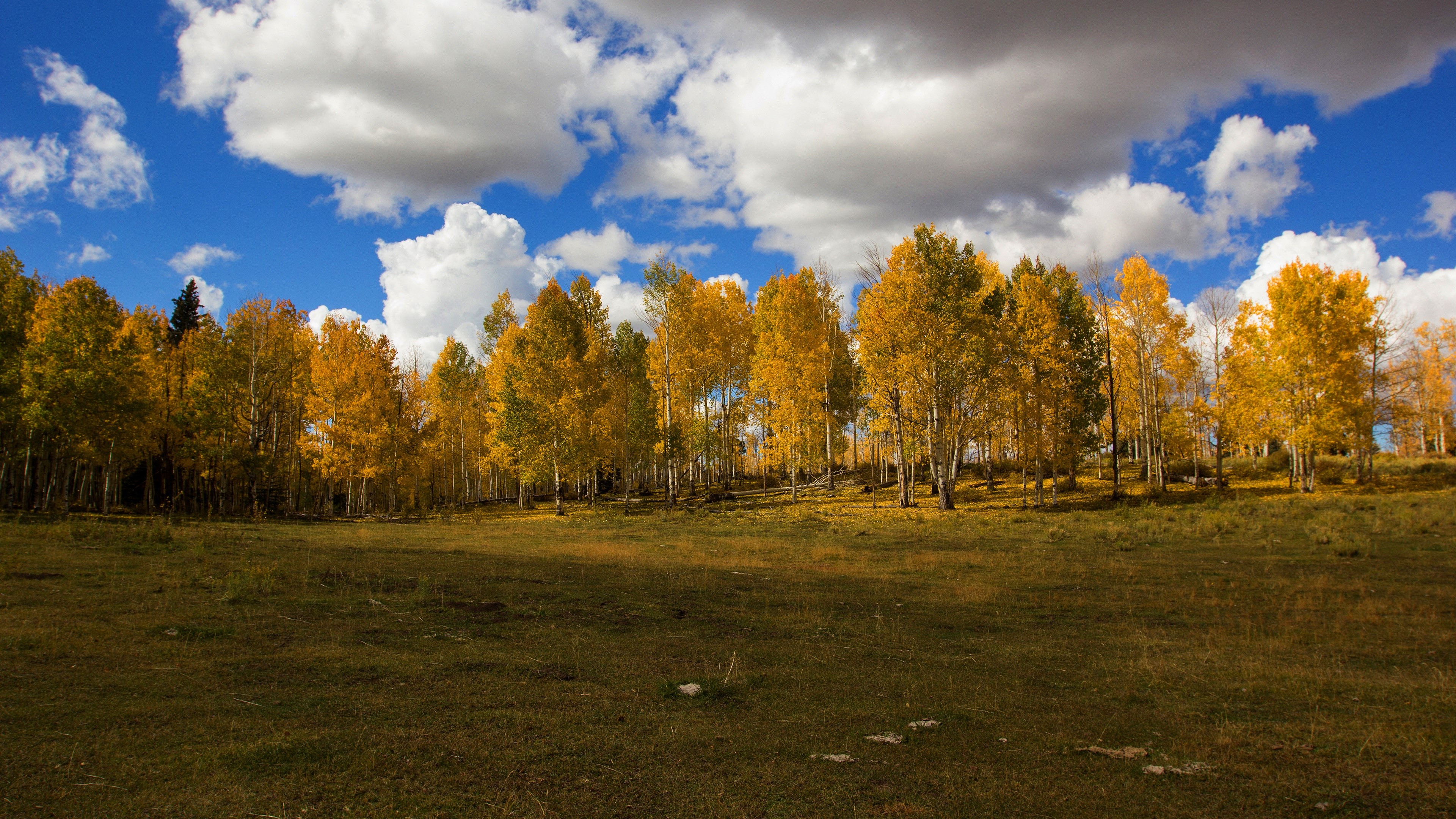 trees, sky, clouds, fall, HD Wallpaper