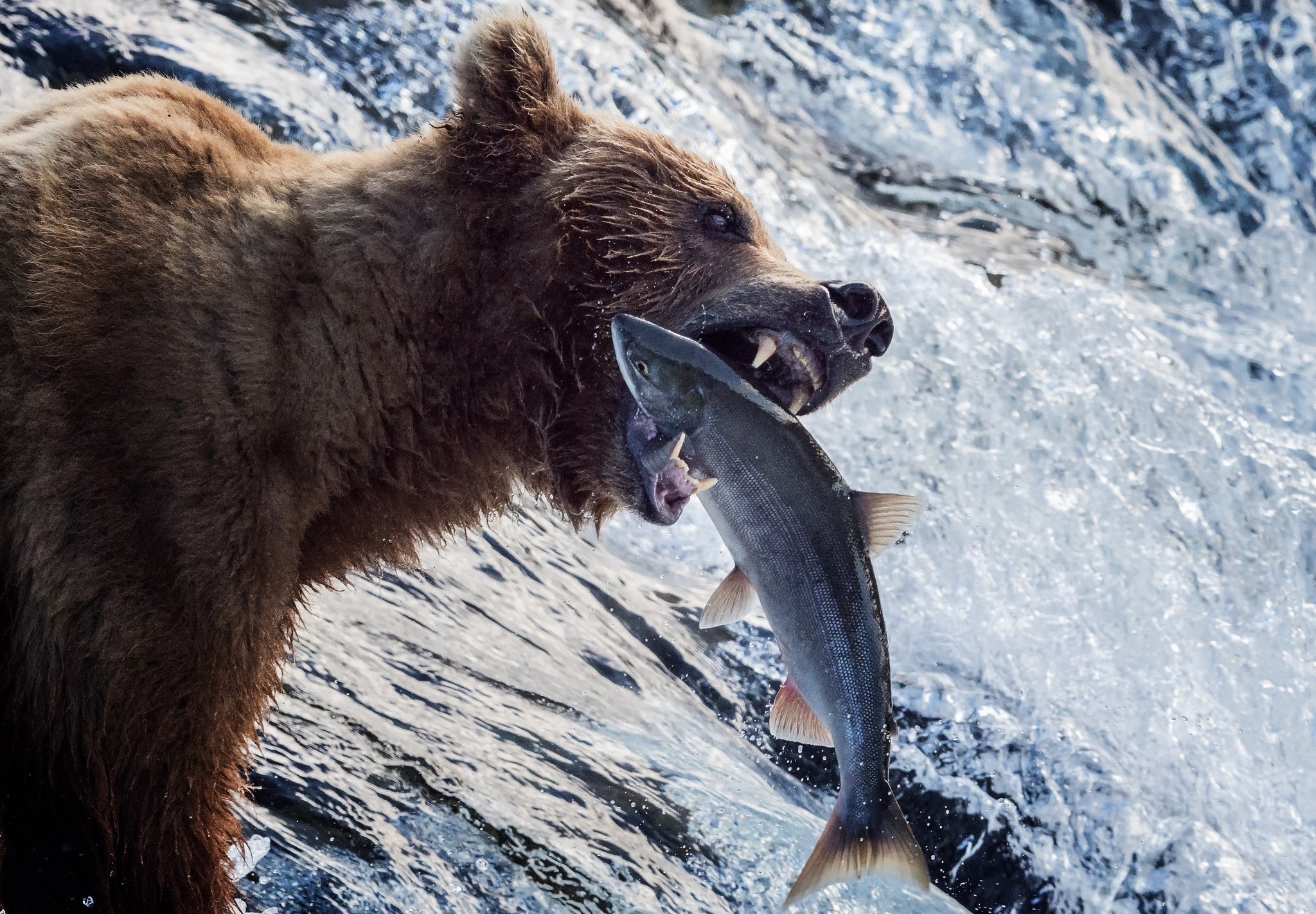 nature, animals, bears, fish, HD Wallpaper