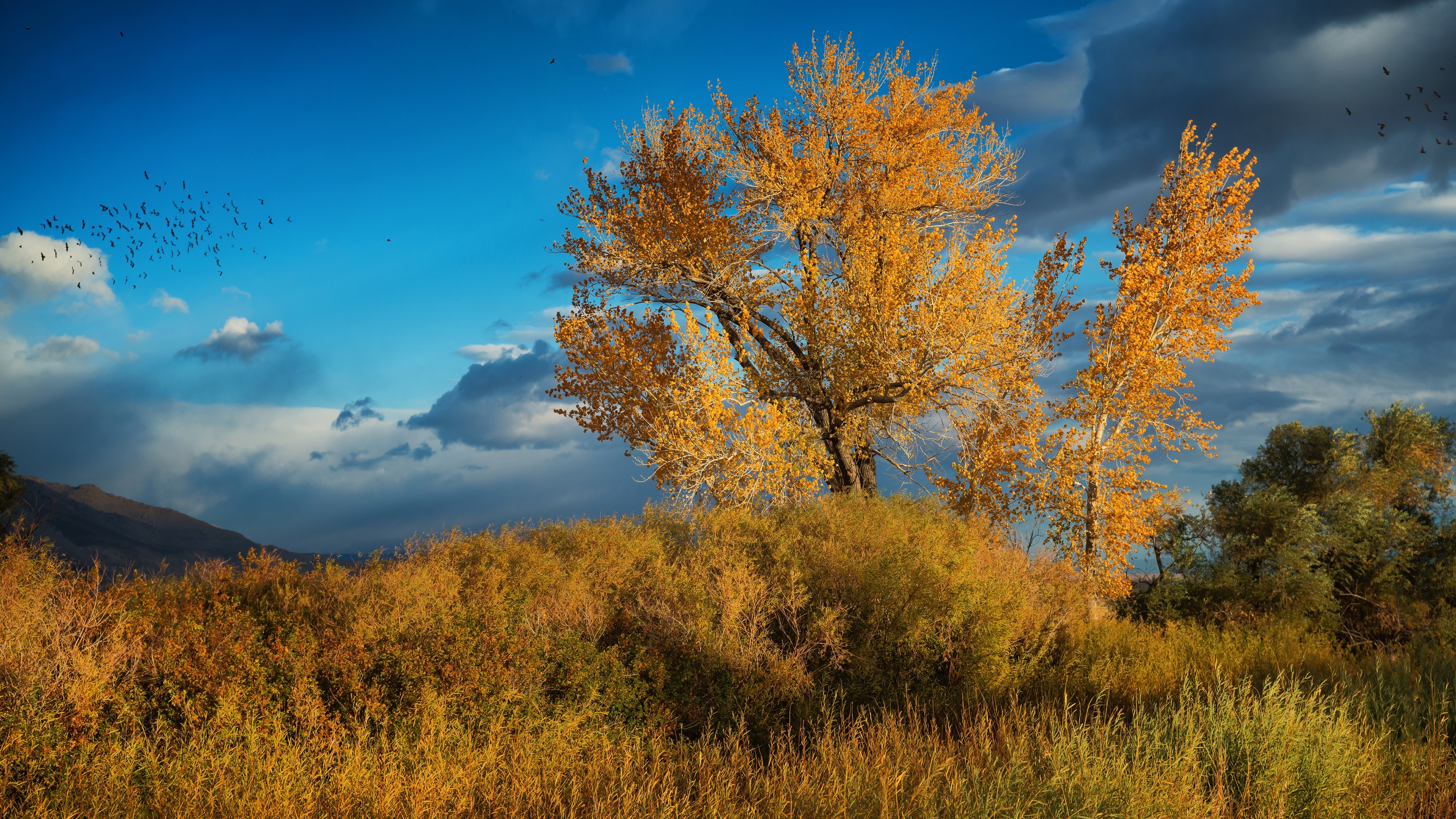 fall, plants, sky, nature, shrubs, HD Wallpaper