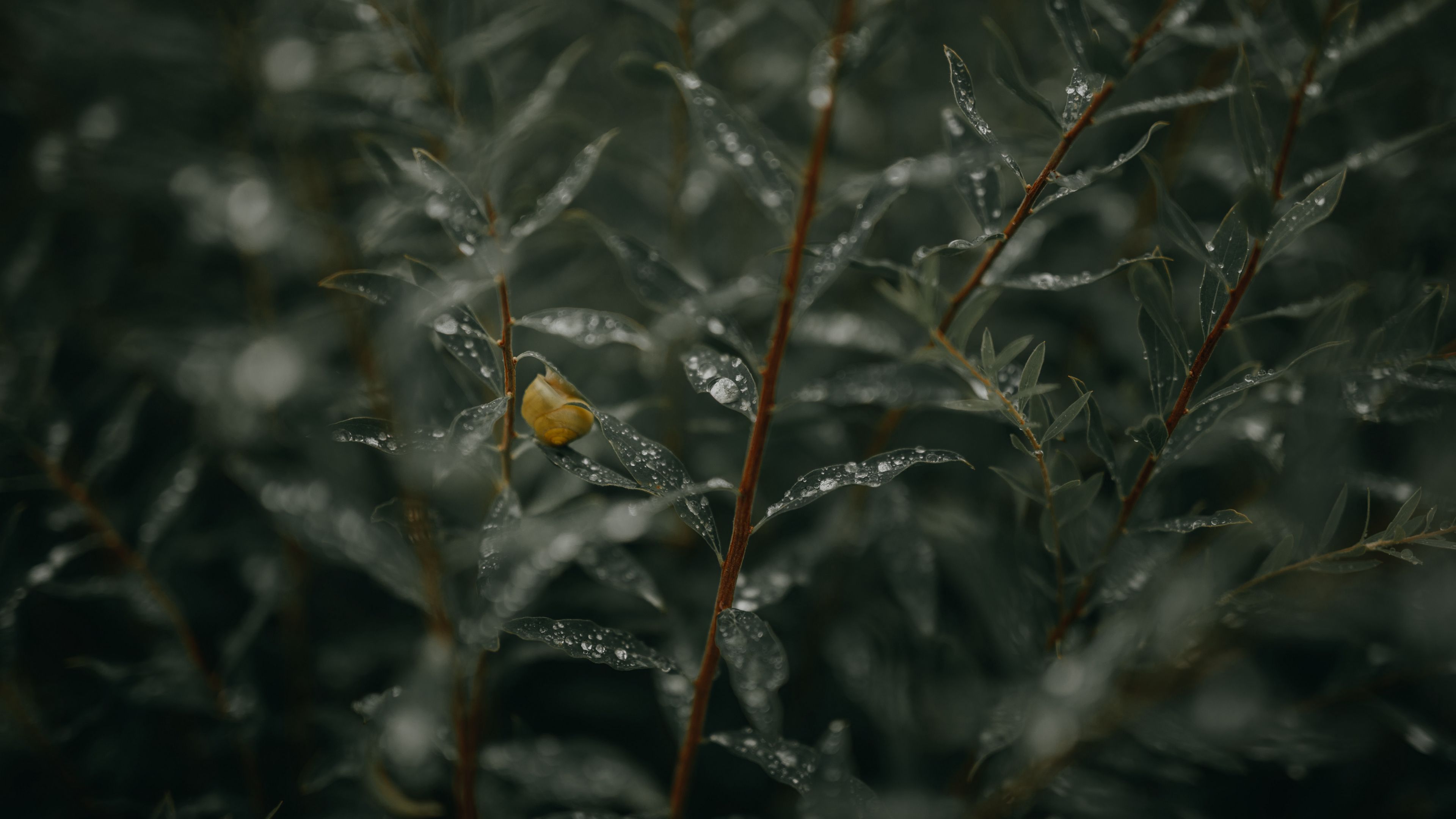 branches, leaves, snail, wet, drops, 4k, HD Wallpaper