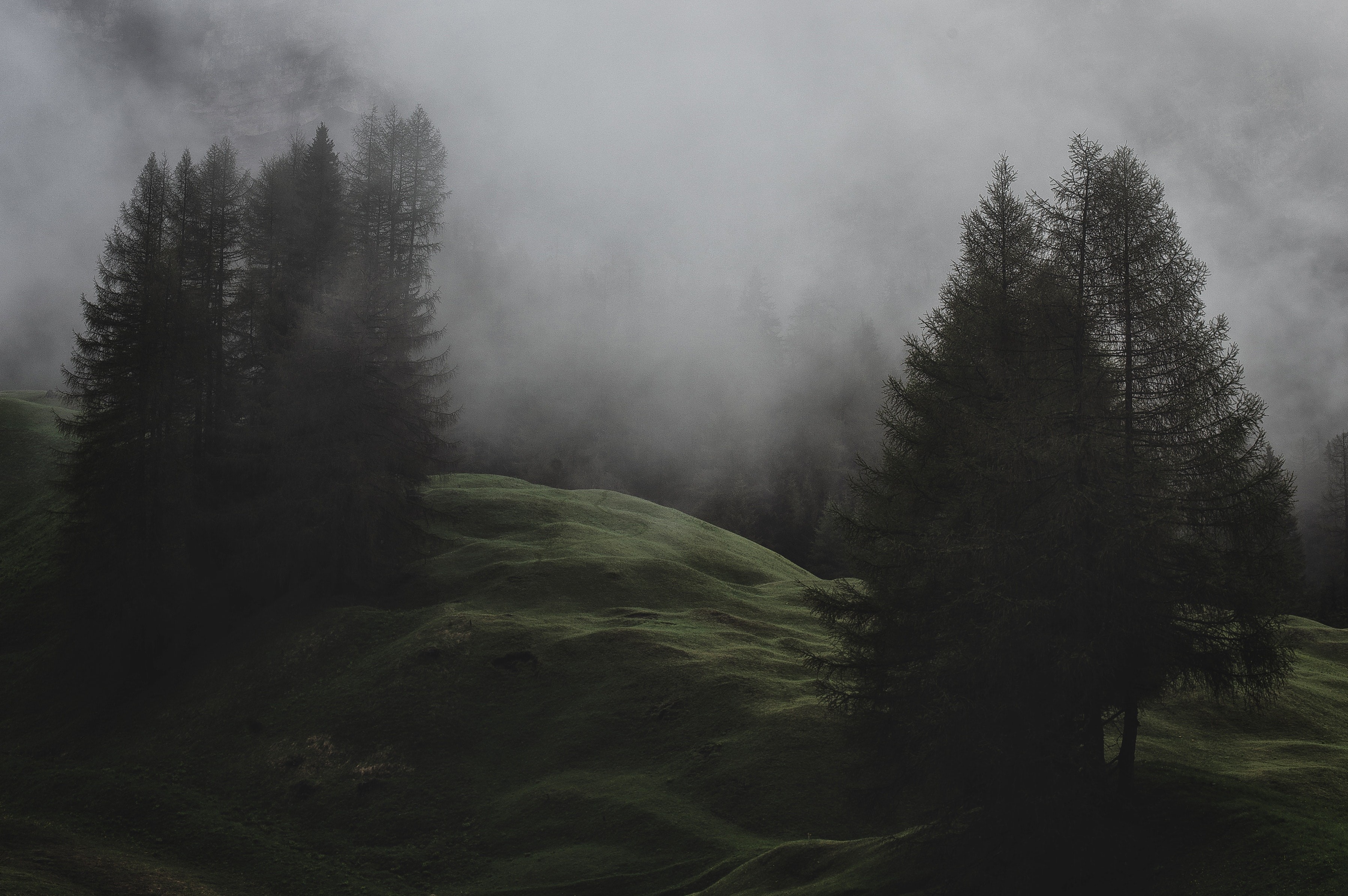 mist, pine trees, landscape, HD Wallpaper