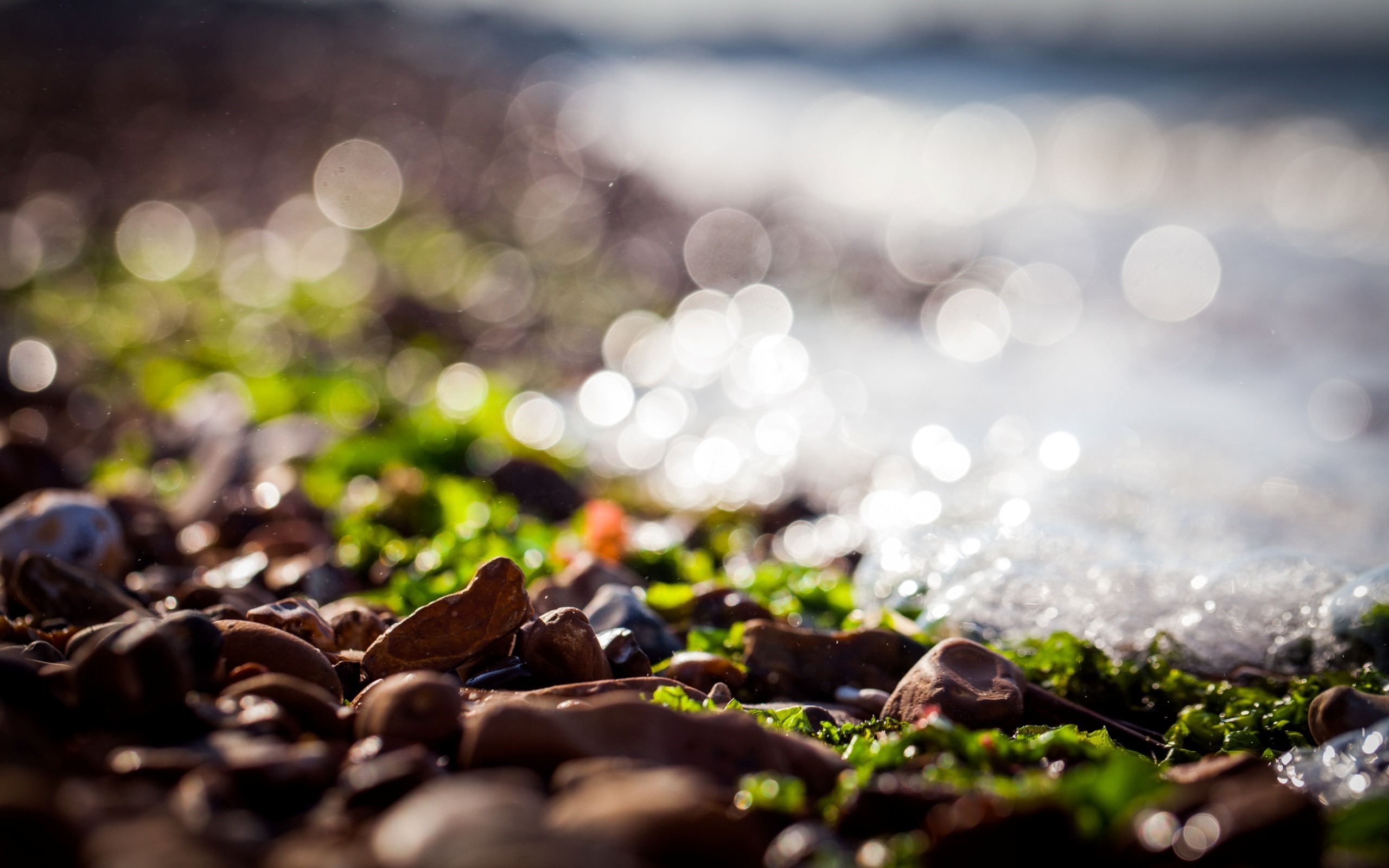 nature, photography, macro, HD Wallpaper