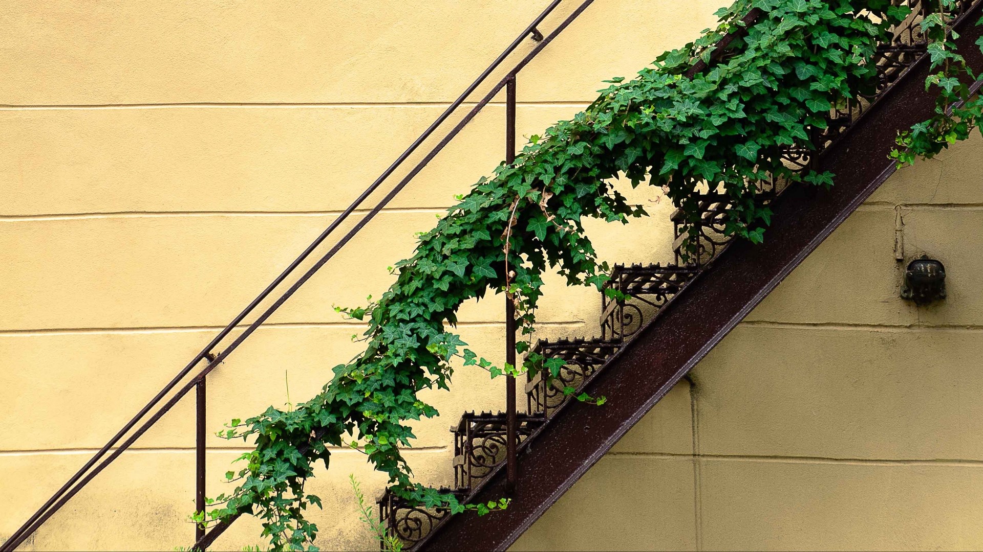 stairs, plants, abstract, photography, vines, rust, wall, beige, HD Wallpaper