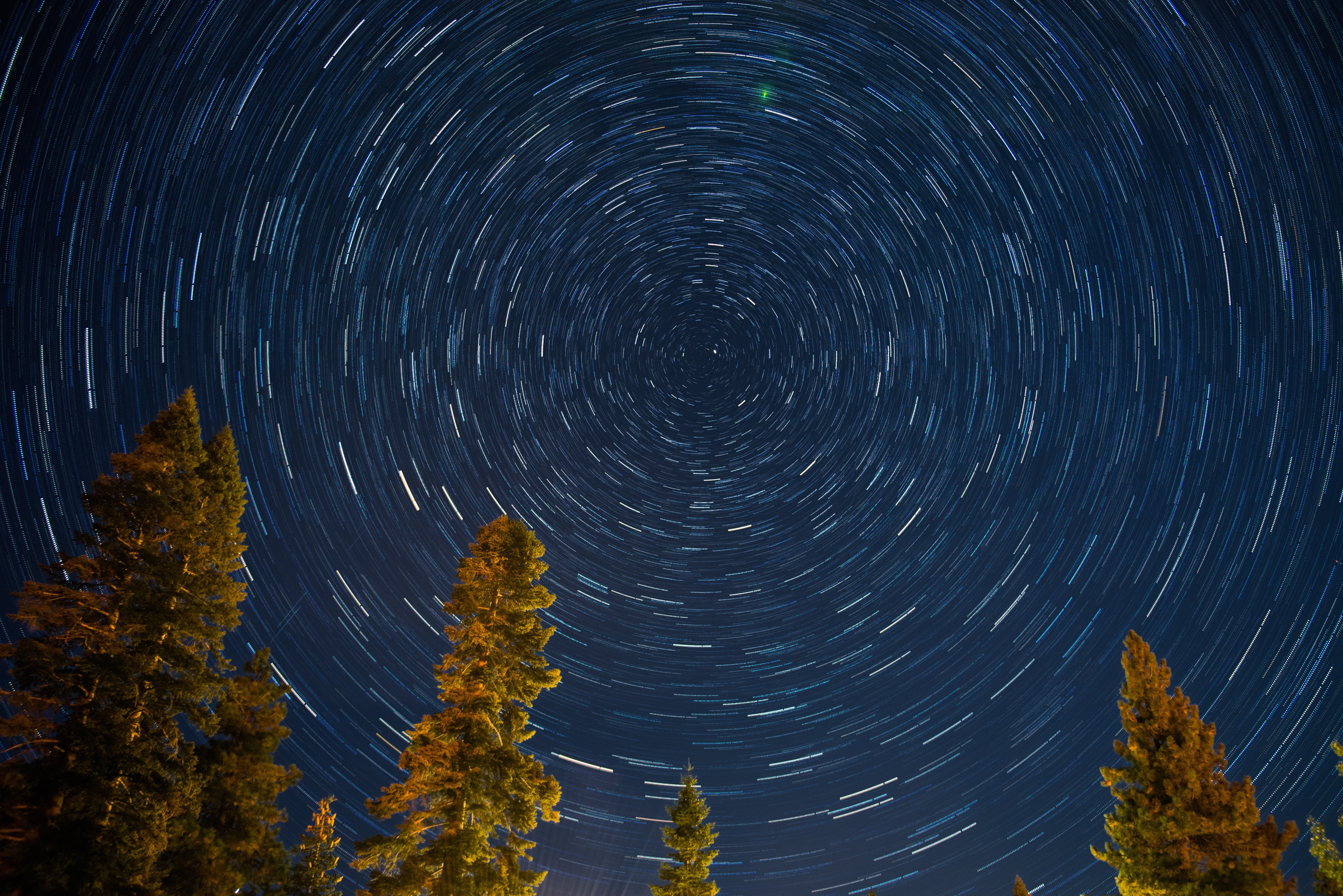 forest, trees, starry night, stars, nature, HD Wallpaper