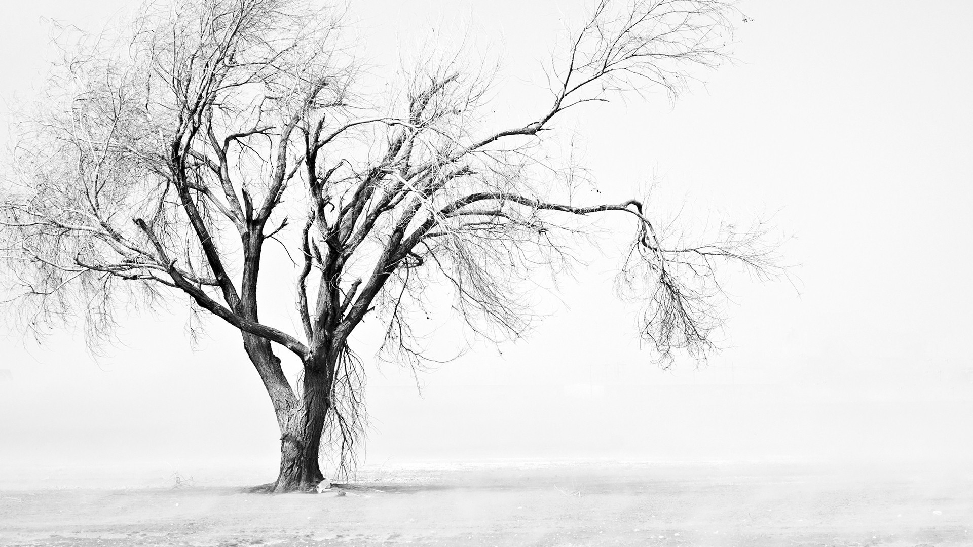 simple, monochrome, trees, simple background, white, white background, artwork, bright, winter, mist, snow, HD Wallpaper