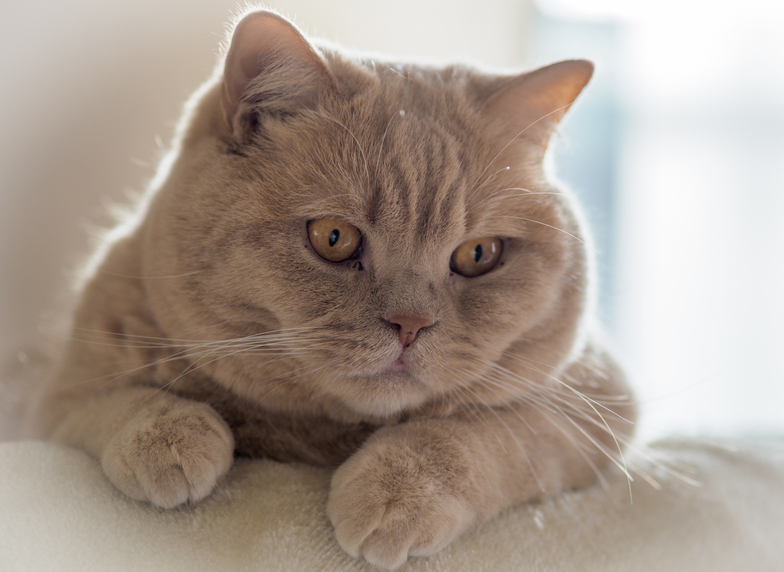 cats, animals, whiskers, cat eyes, yellow eyes, cat ears, HD Wallpaper