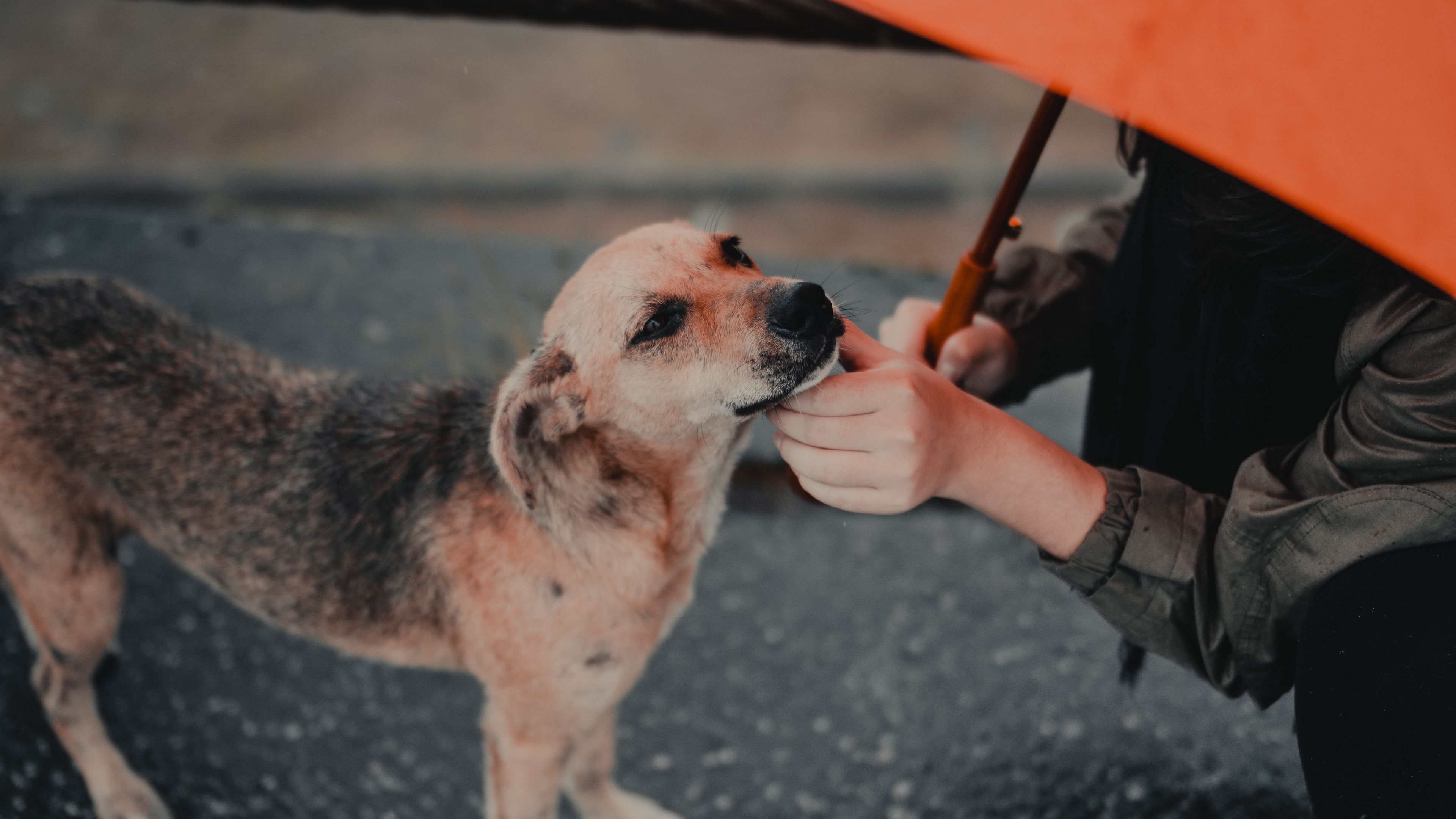 dog, man, umbrella, pet, street, 4k, HD Wallpaper
