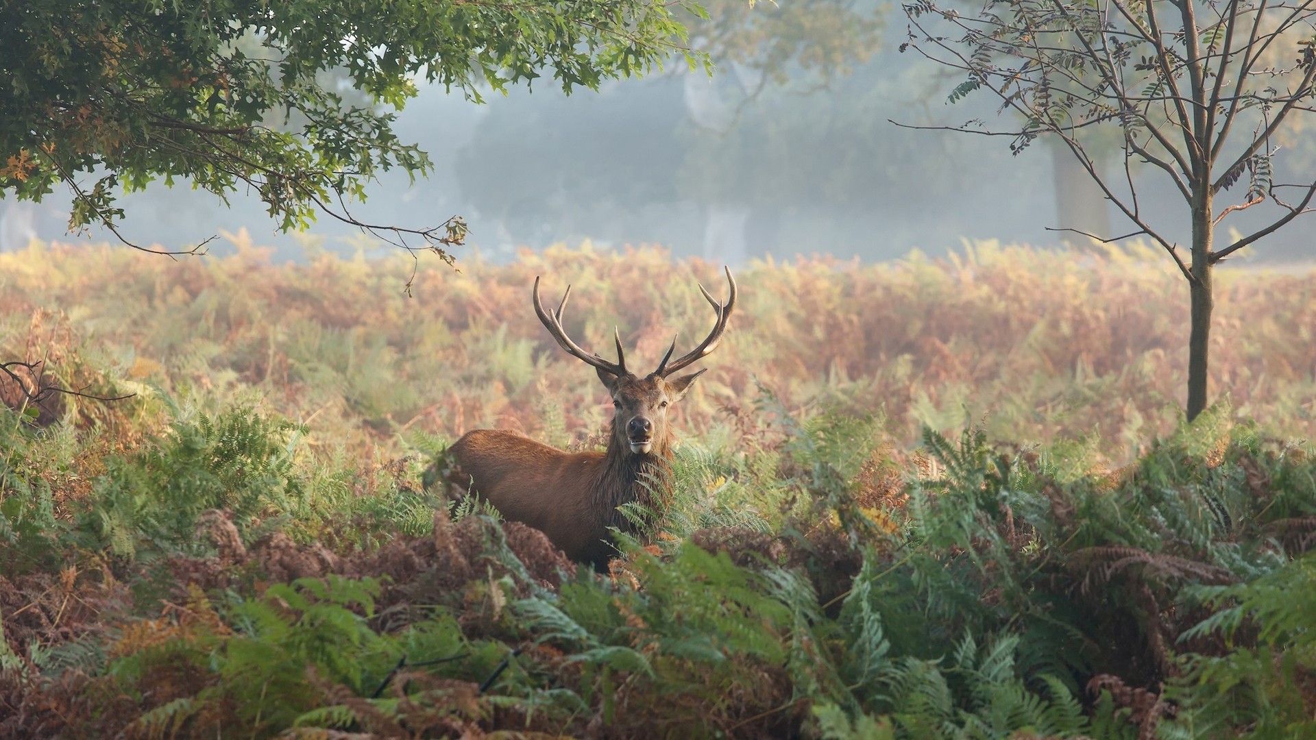 elk, nature, mist, fall, animals, plants, HD Wallpaper