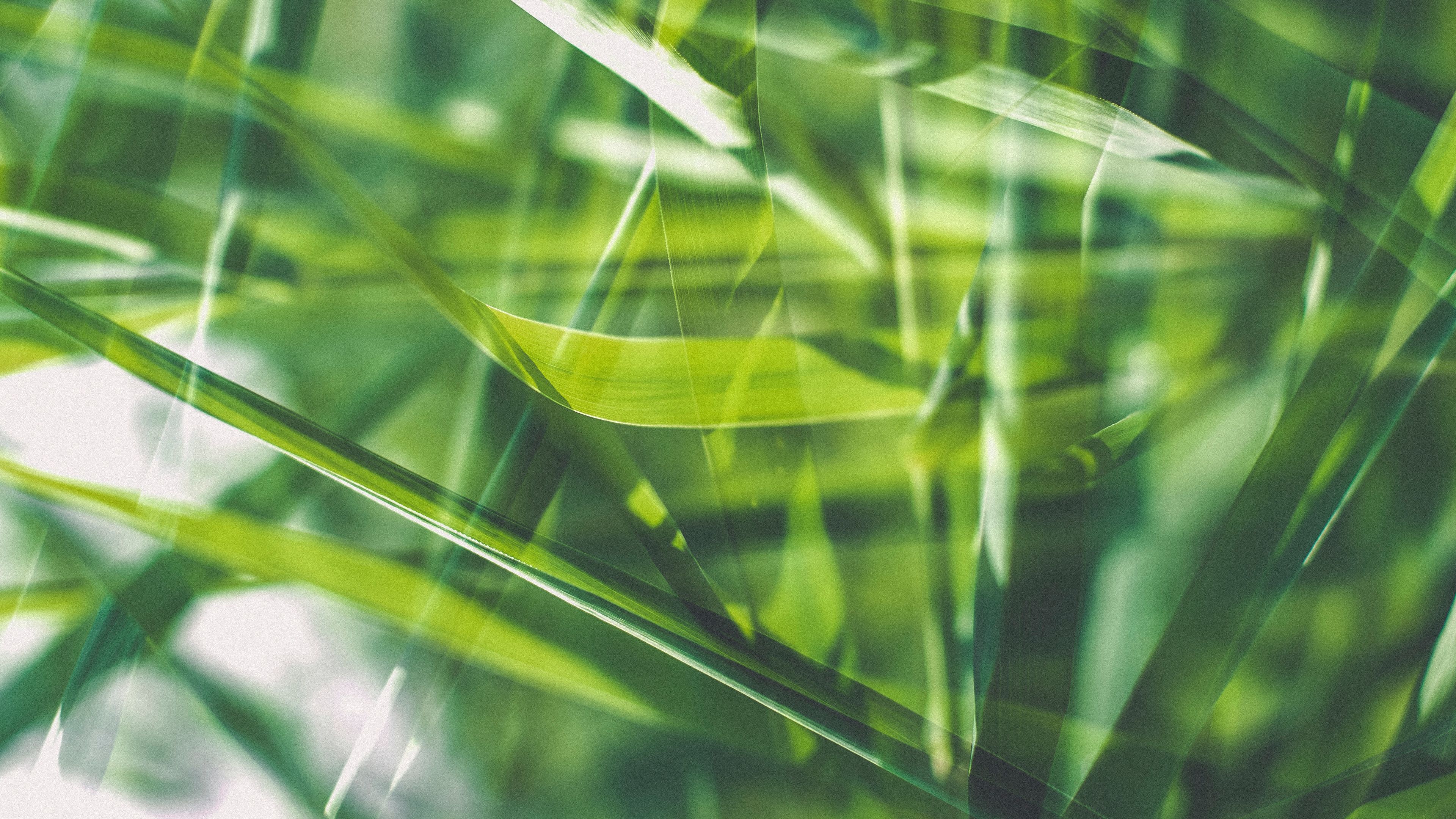 grass, green, macro, blur, 4k, HD Wallpaper