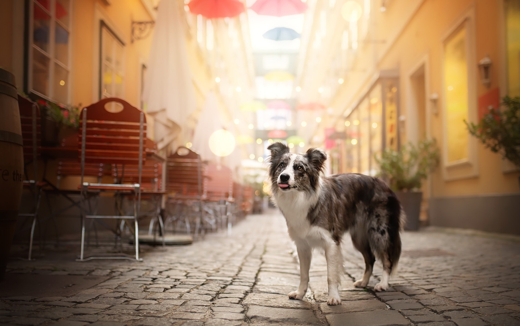 dog, animals, urban, outdoors, good boy, Australian Shepherd, HD Wallpaper