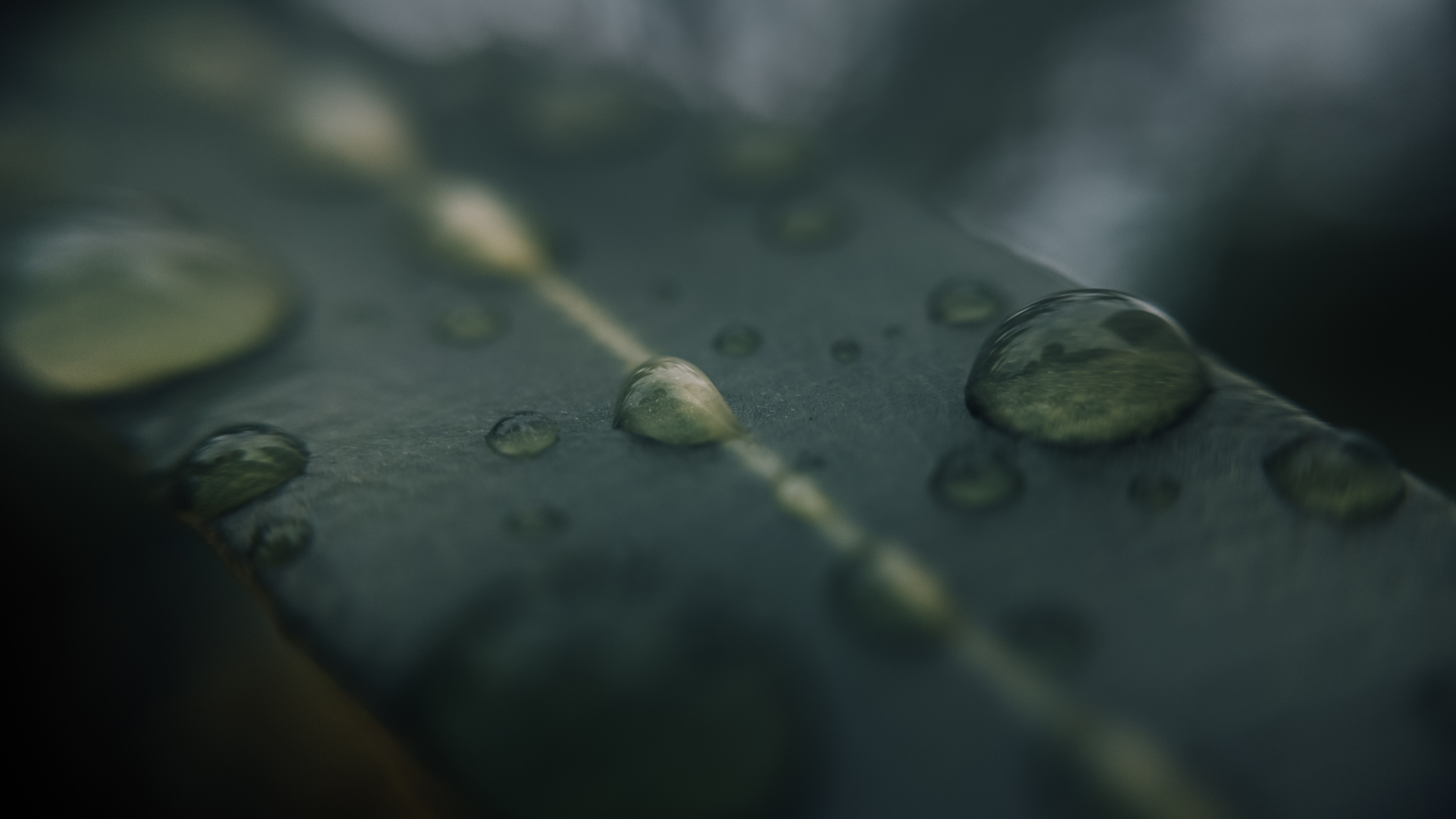 macro, water drops, leaves, HD Wallpaper