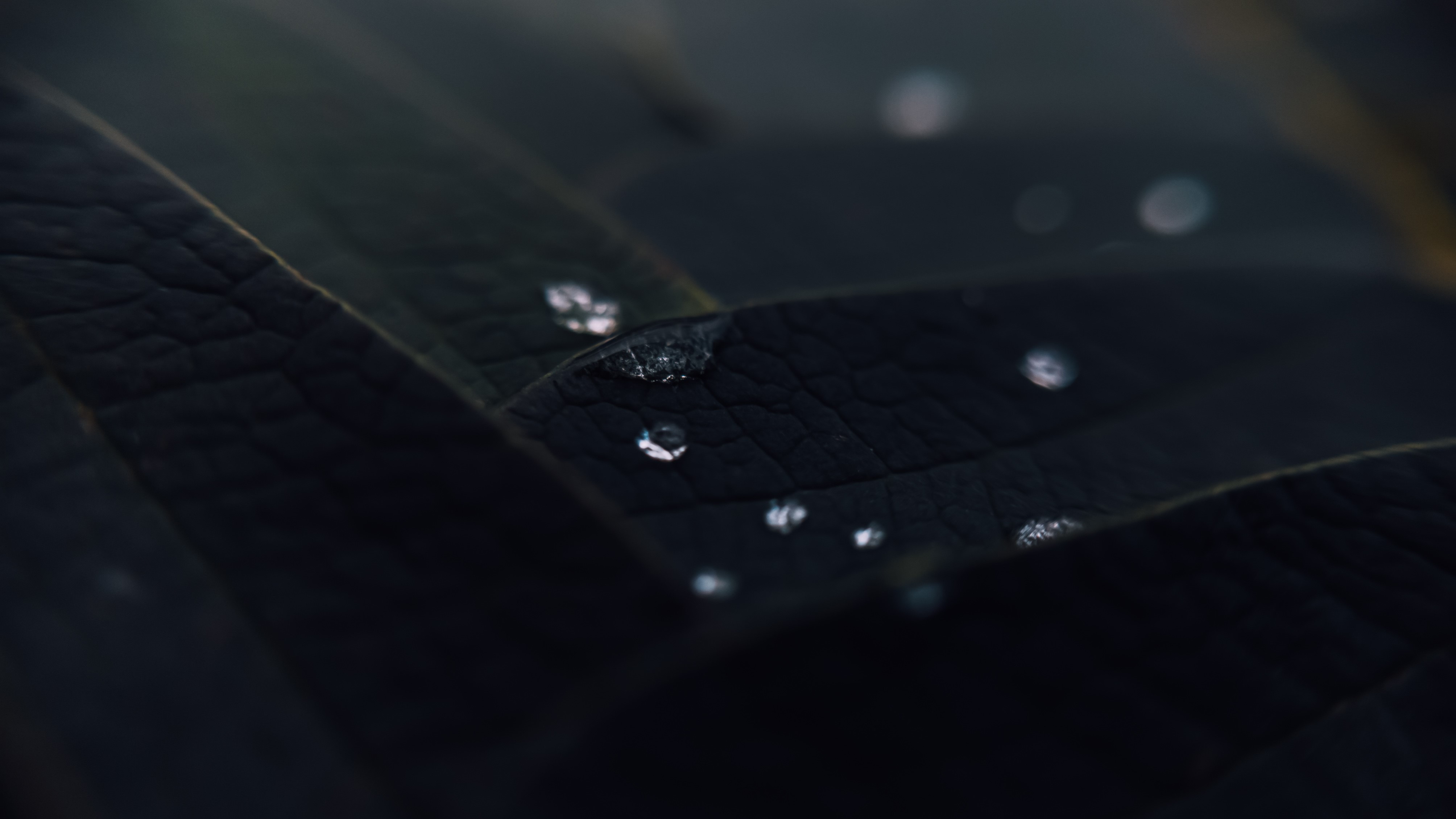 macro, water drops, leaves, plants, dark, HD Wallpaper