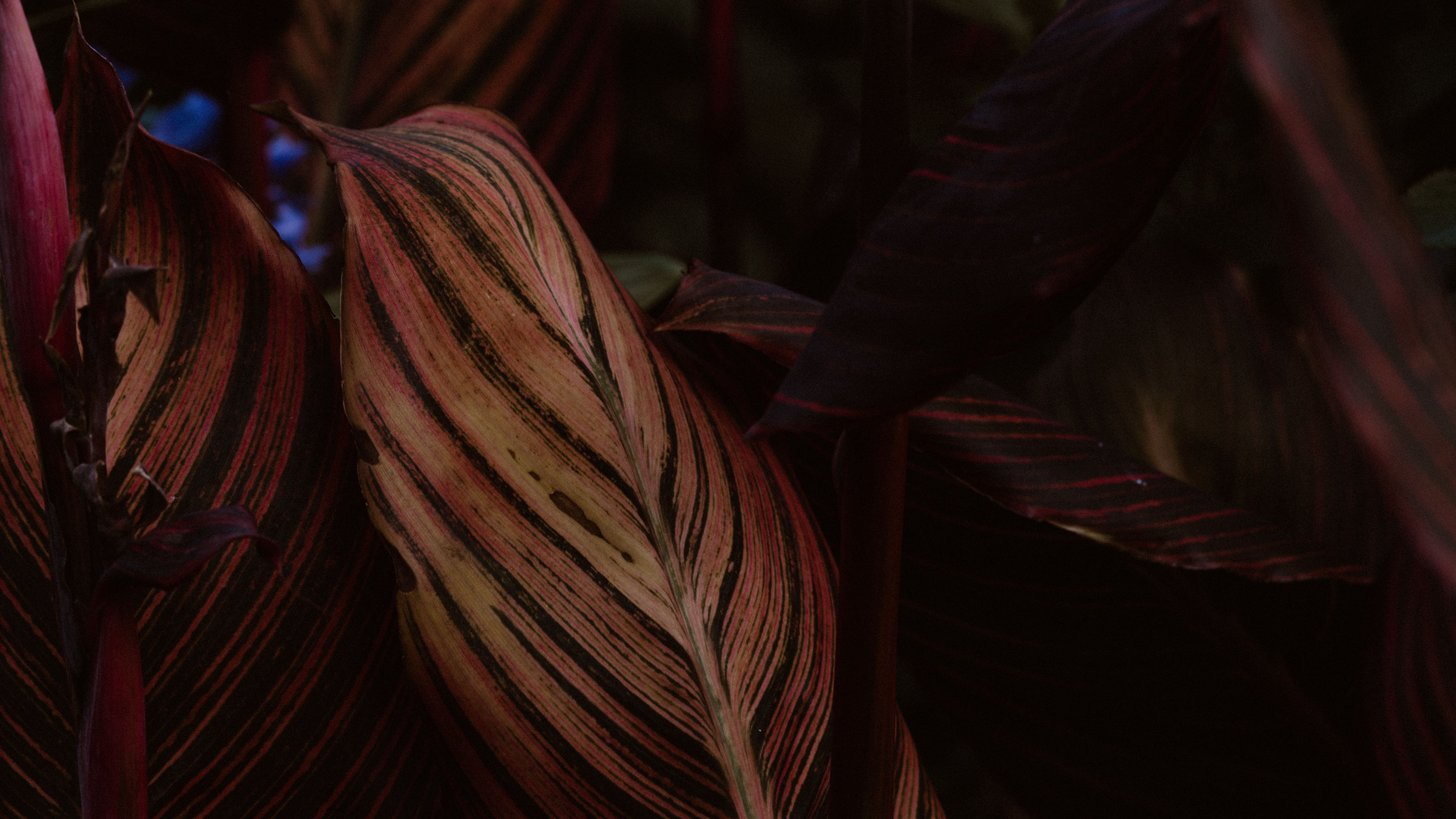 leaf, stripes, veins, closeup, plant, 4k, HD Wallpaper