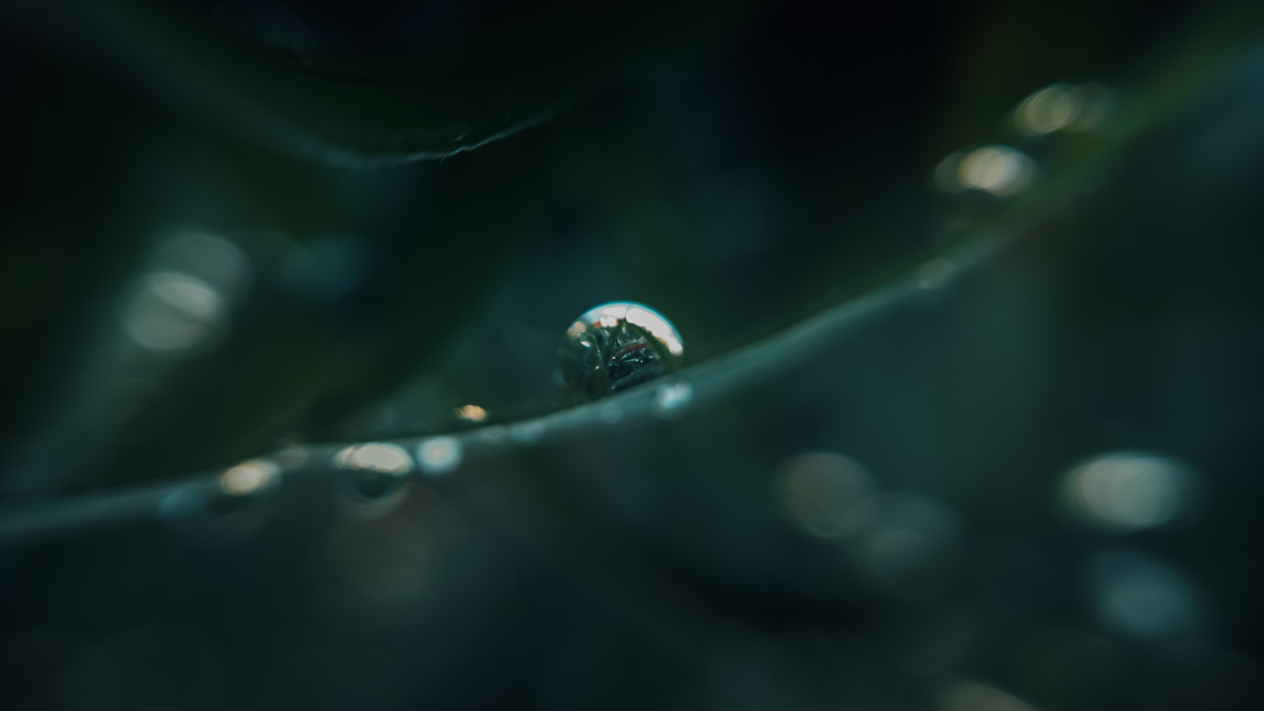 macro, water drops, reflection, HD Wallpaper