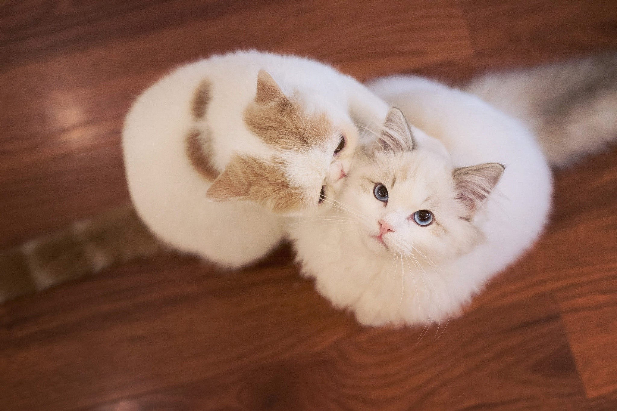 cats, animals, Wood Flooring, blue eyes, HD Wallpaper
