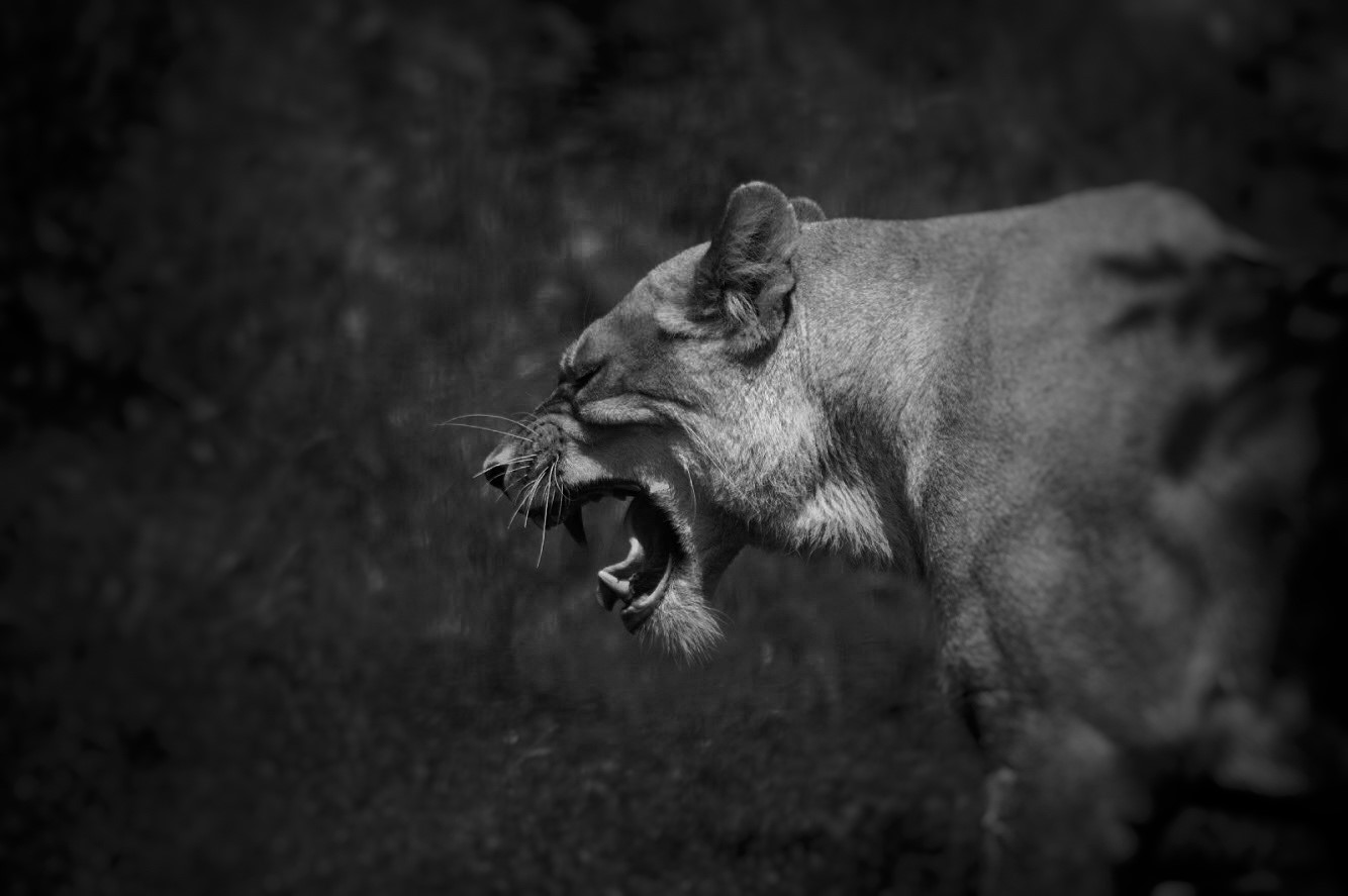 lion, cats, animal eyes, nature, wild cat, HD Wallpaper