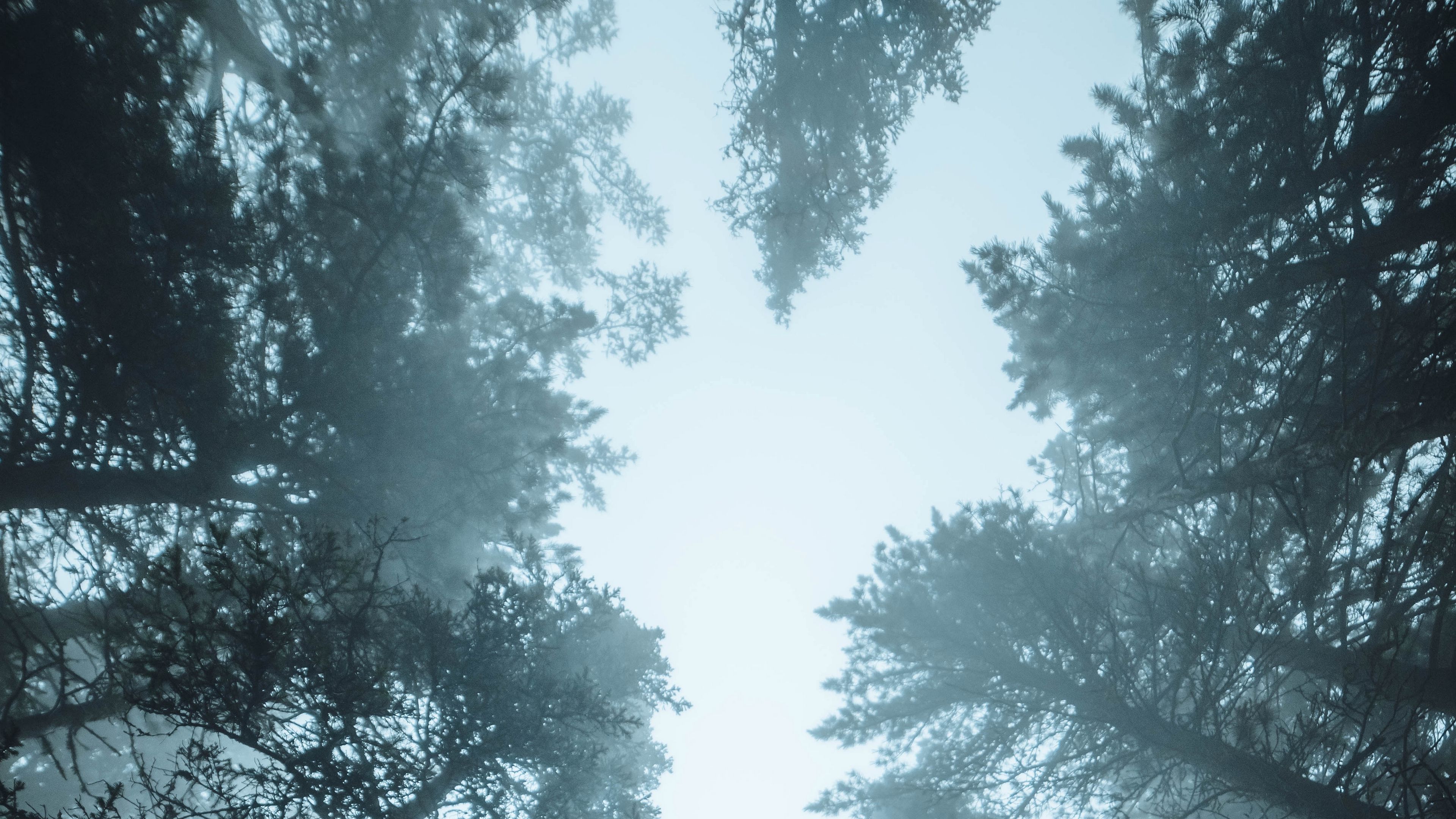 forest, trees, fog, pines, treetops, 4k, HD Wallpaper