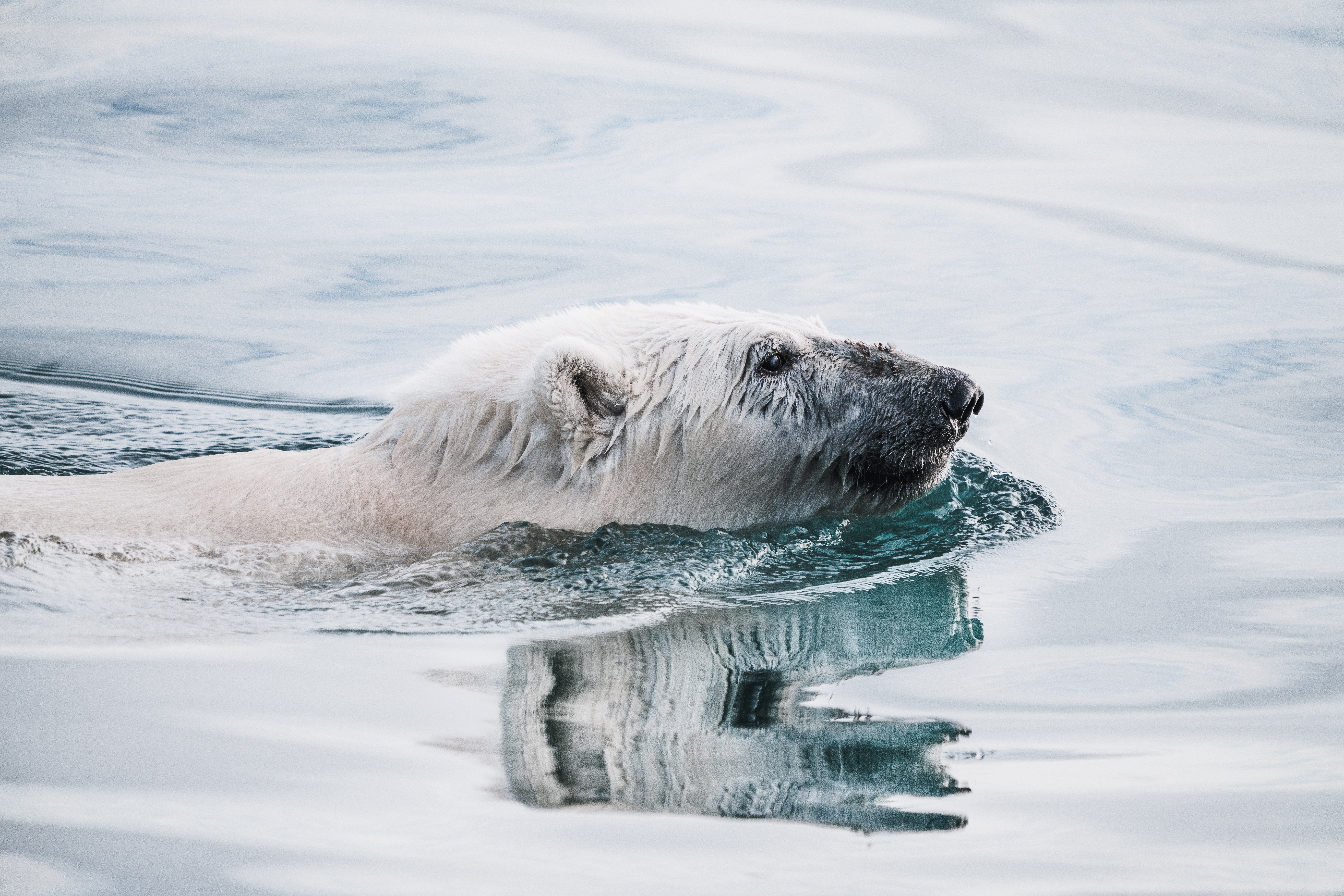 polar bears, ice, animals, nature, water, HD Wallpaper