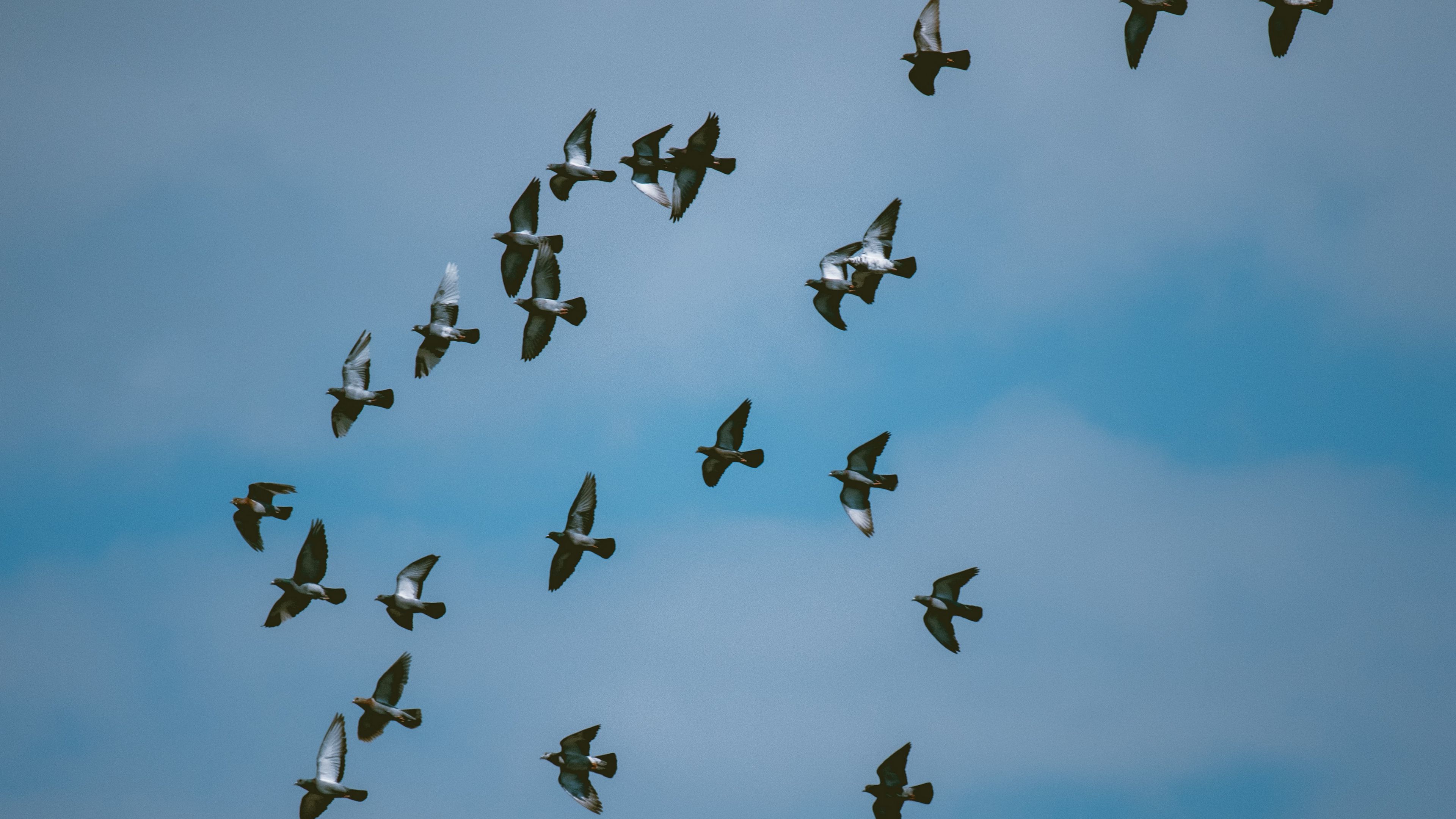 pigeons, birds, flock, sky, 4k, HD Wallpaper