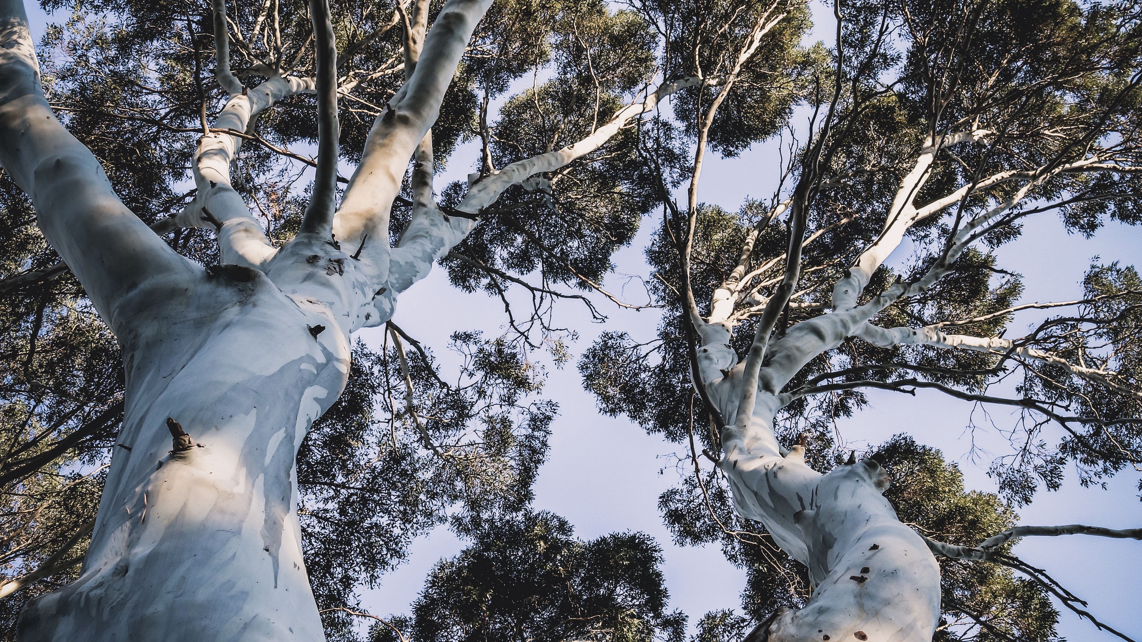 trees, crowns, branches, treetops, trunks, 4k, HD Wallpaper