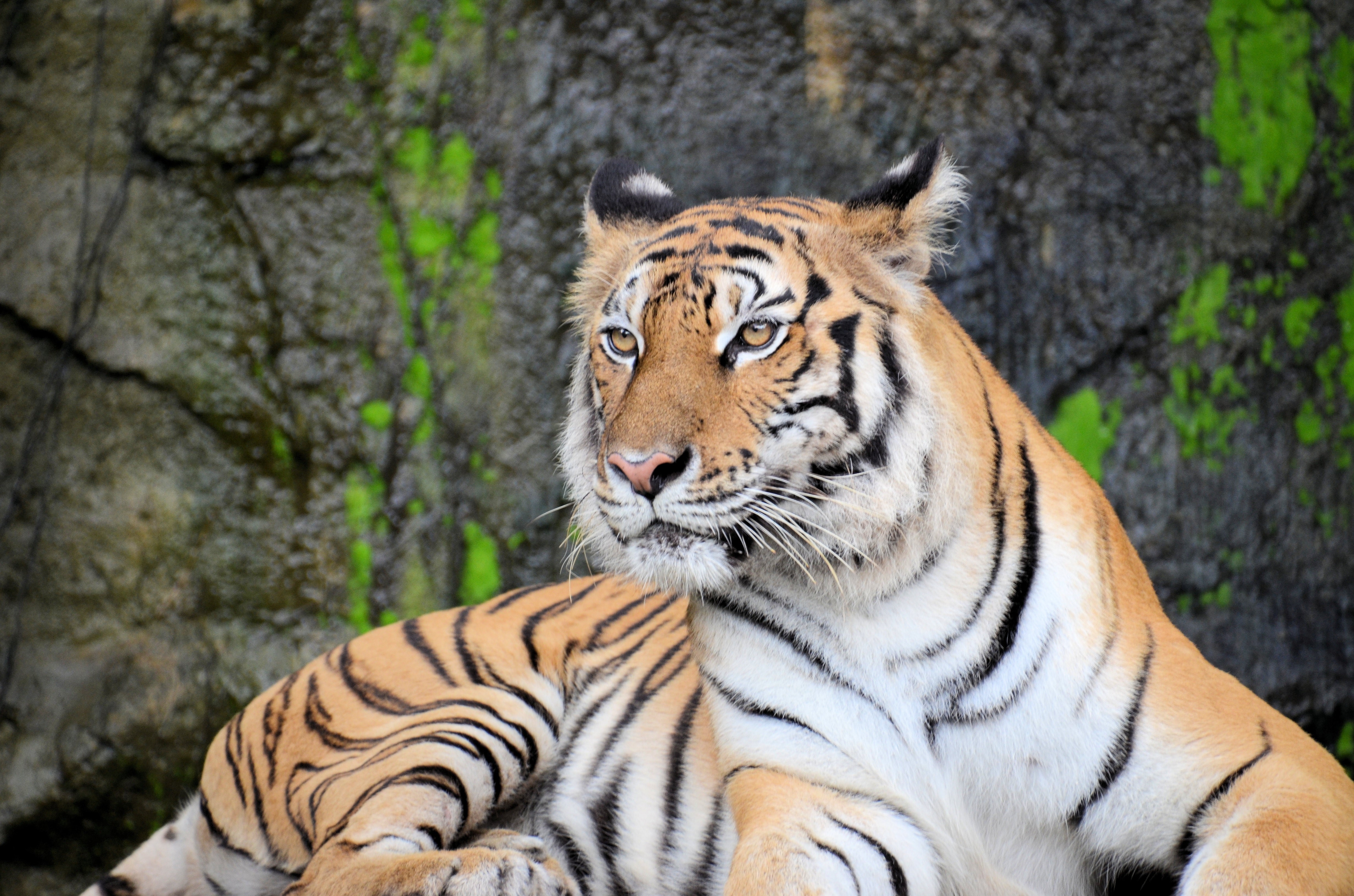 tiger, wildlife, nature, HD Wallpaper