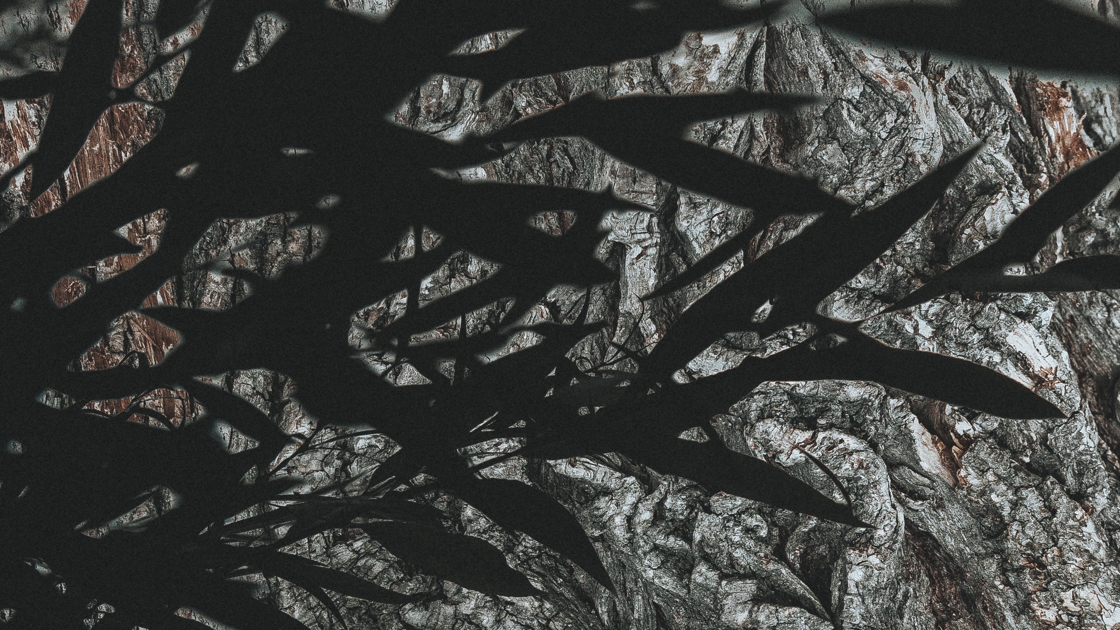 branches, leaves, dark, shadow, 4k, HD Wallpaper