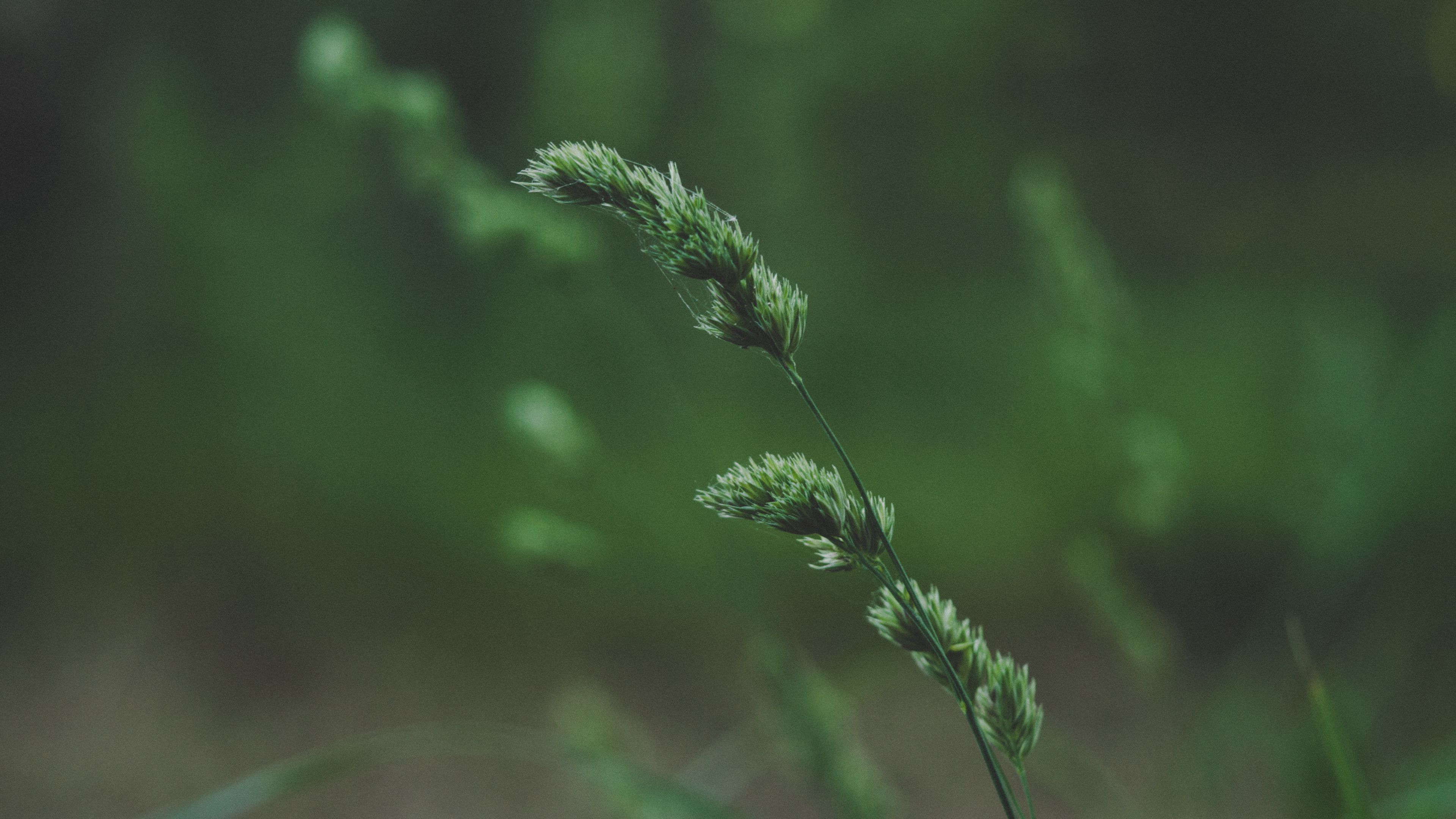 spikelet, stem, grass, plant, green, 4k, HD Wallpaper