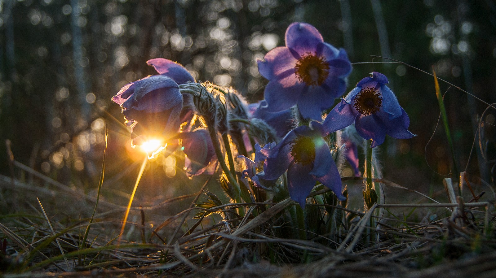 sunset, flowers, macro, HD Wallpaper