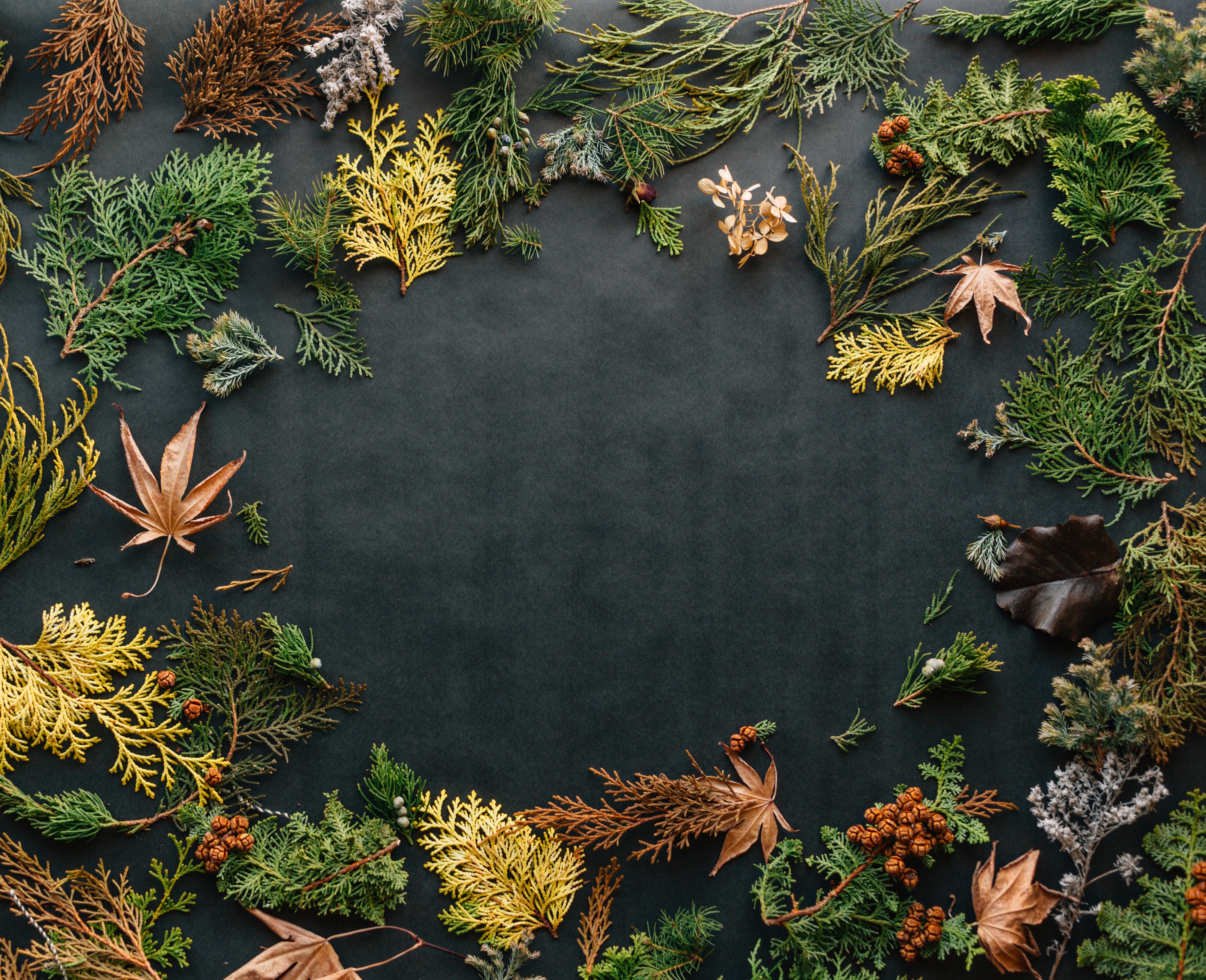 nature, leaves, plants, fall, HD Wallpaper
