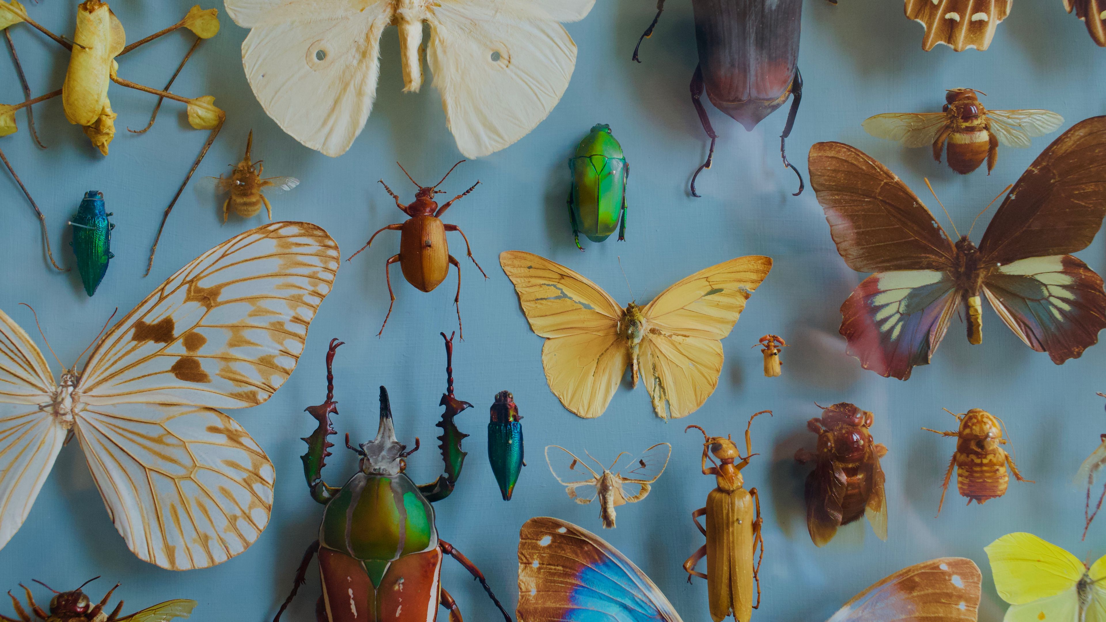 insects, collection, butterflies, beetles, decoration, 4k, HD Wallpaper