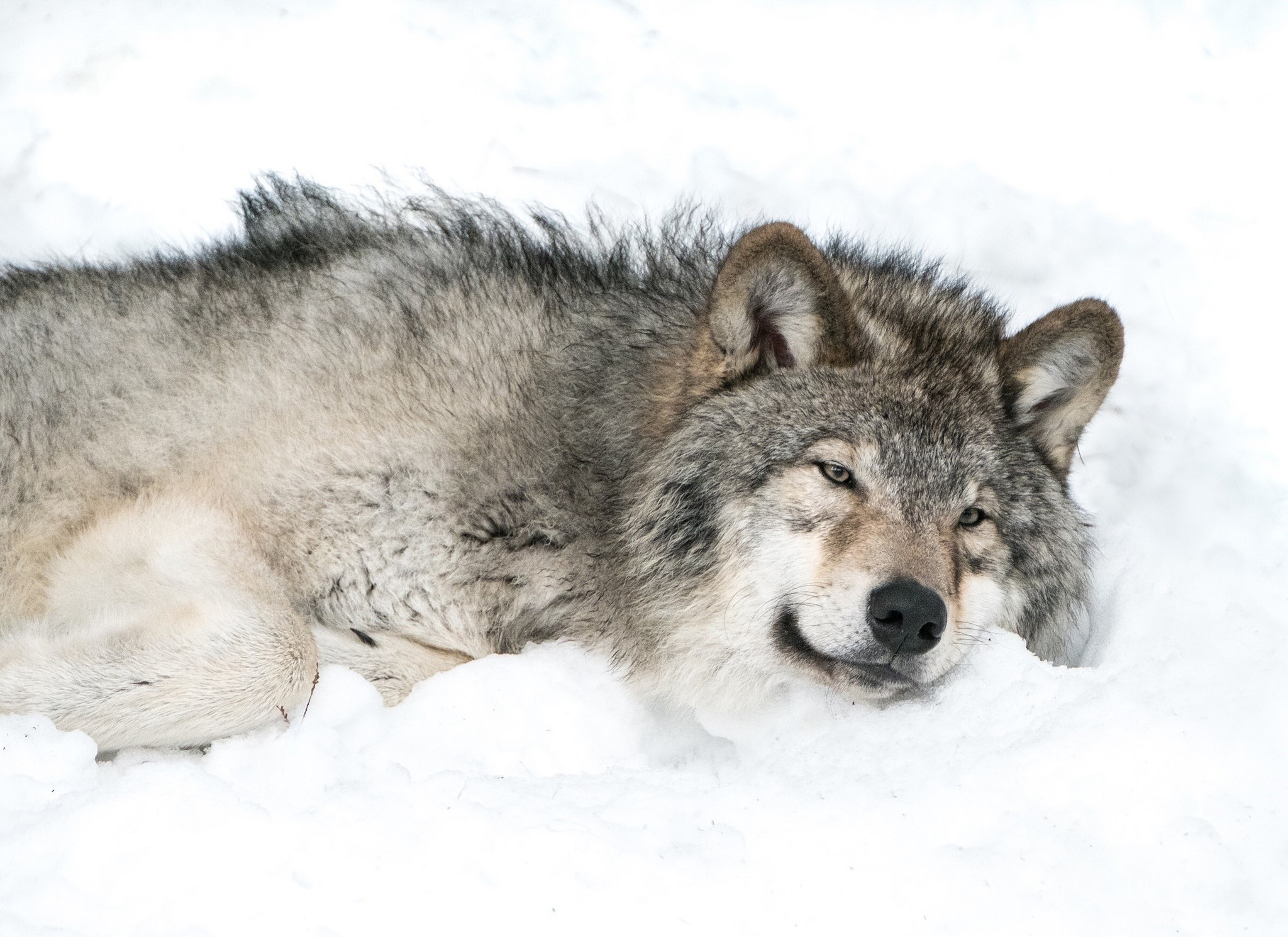 dog, animals, wolf, HD Wallpaper