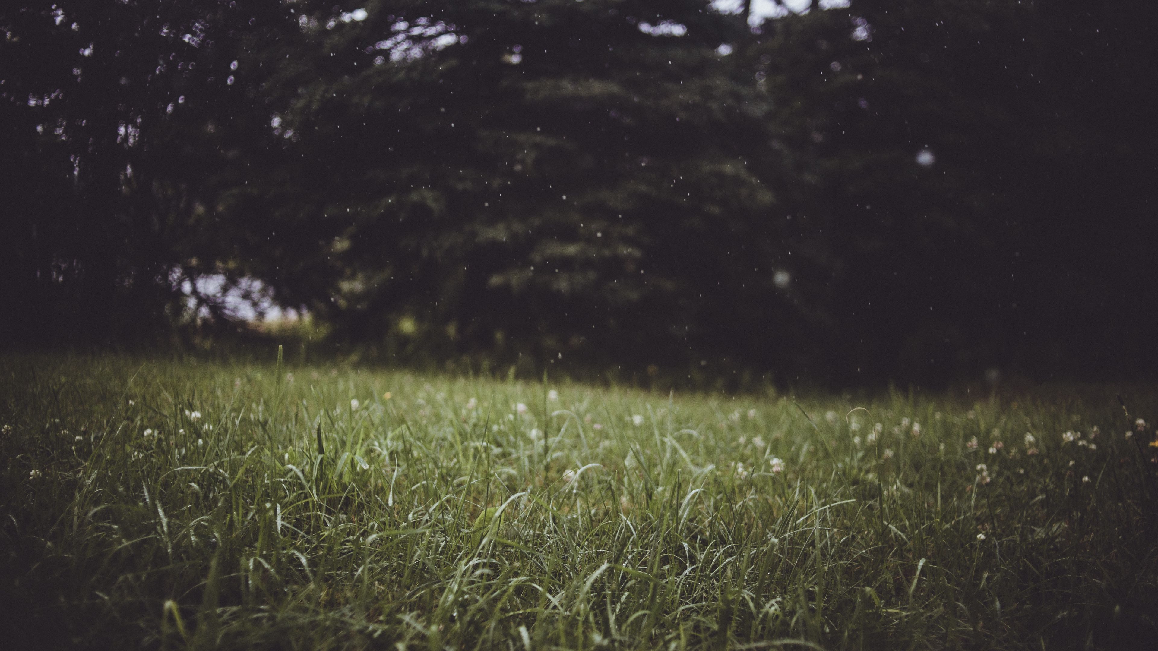 grass, trees, blur, glade, 4k, HD Wallpaper