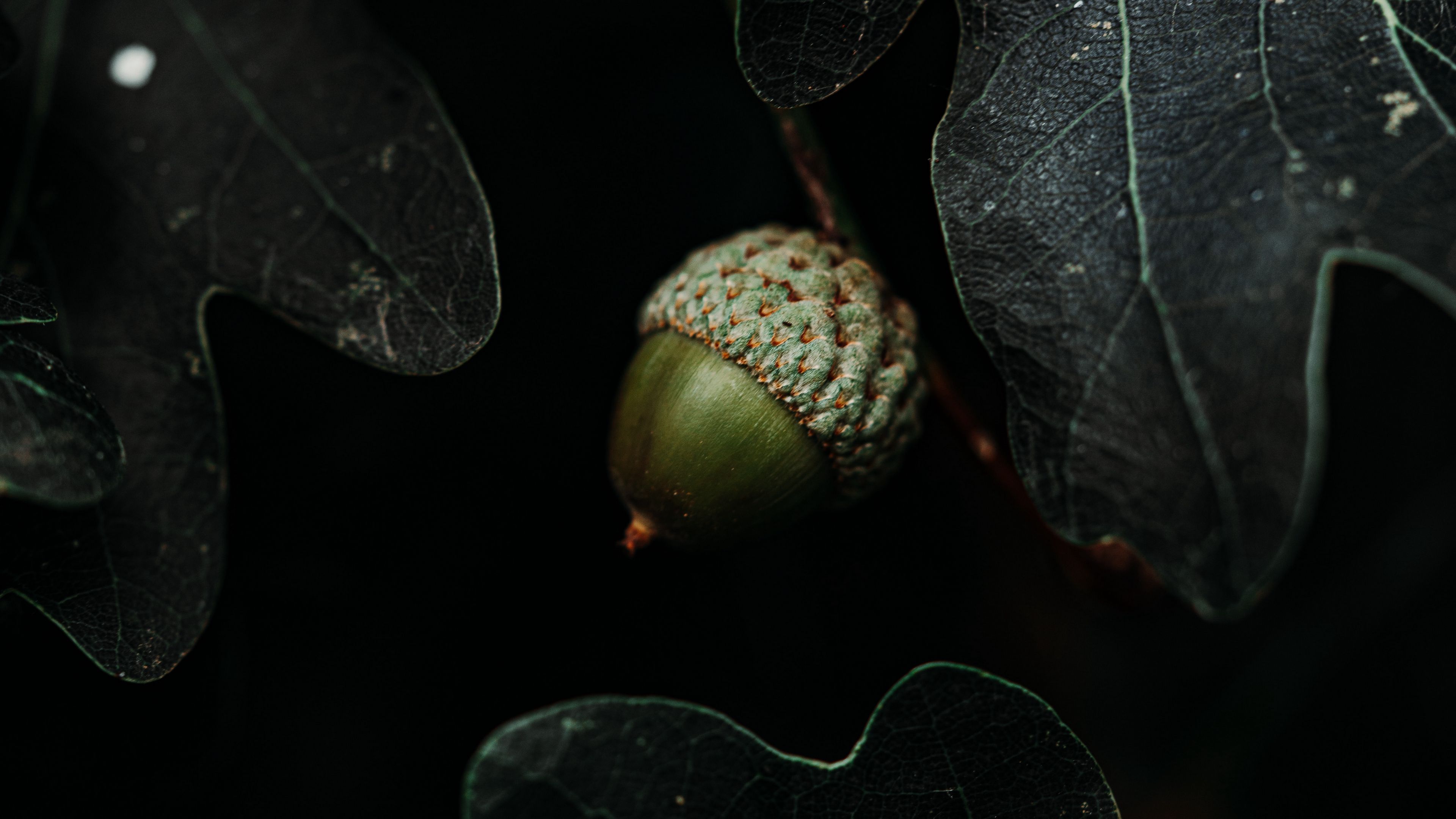 acorn, leaves, dark, macro, 4k, HD Wallpaper