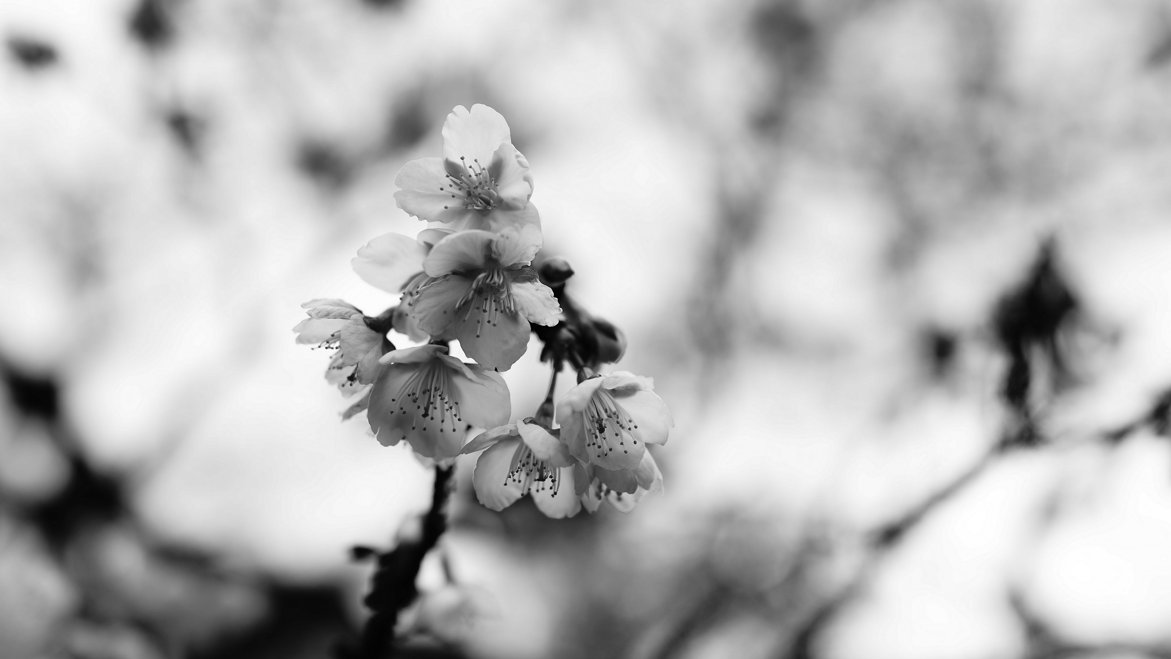 sakura, flowers, bw, branch, macro, 4k, HD Wallpaper