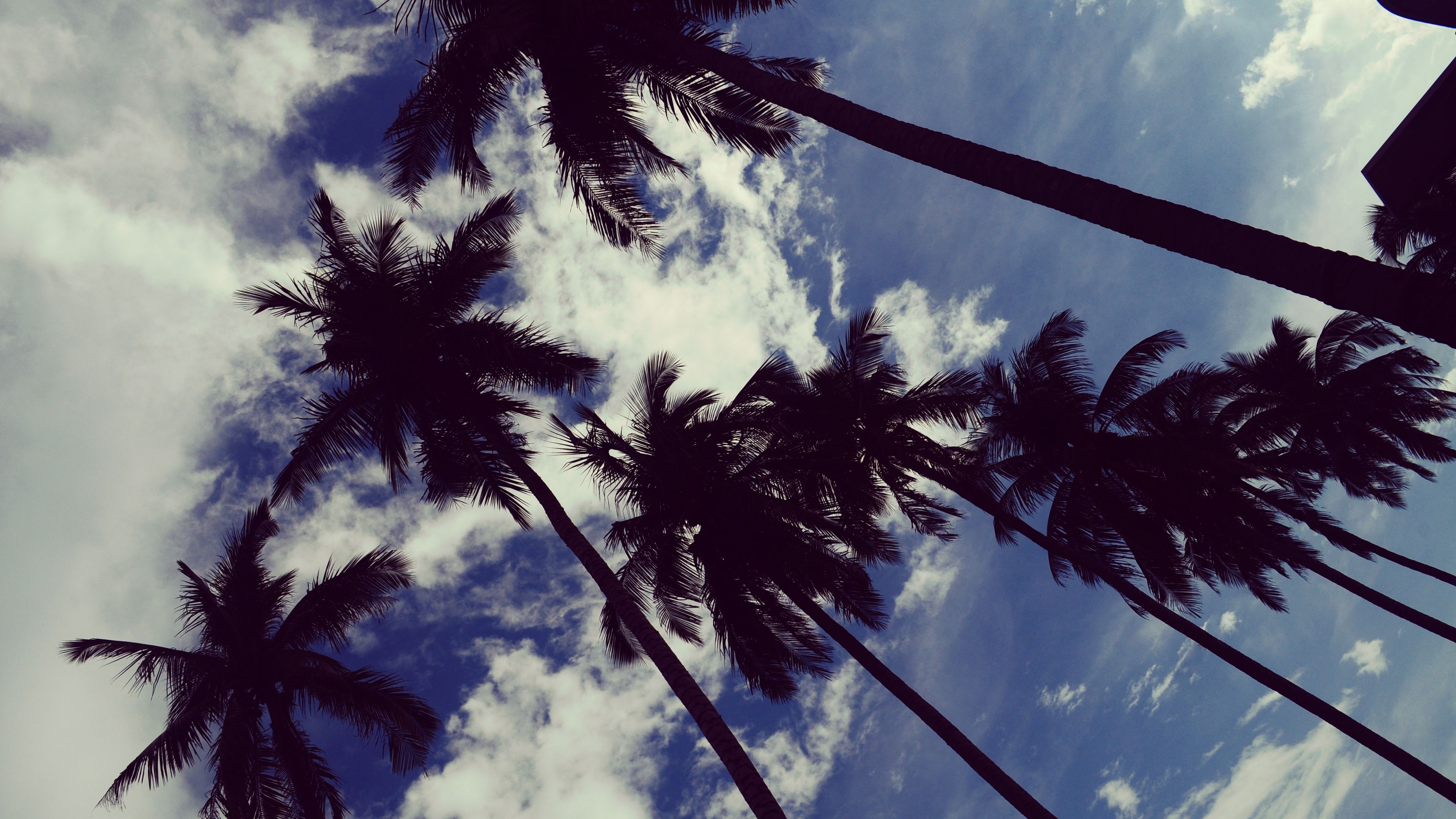 palm trees, sky, clouds, trees, tropics, 4k, HD Wallpaper