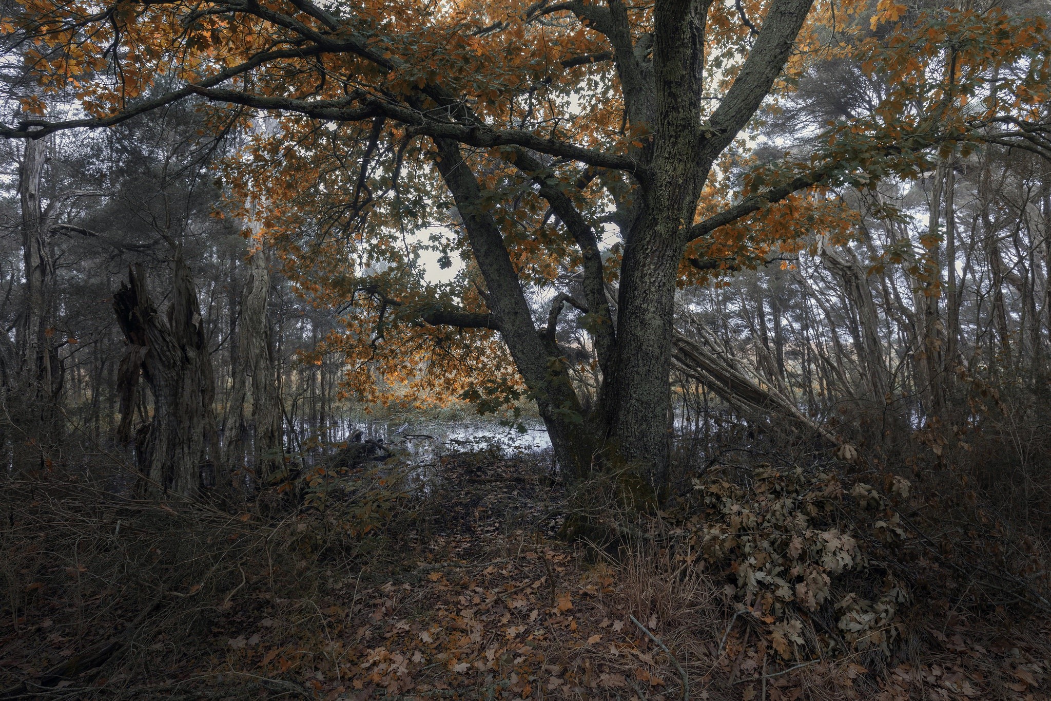 nature, trees, fall, leaves, HD Wallpaper