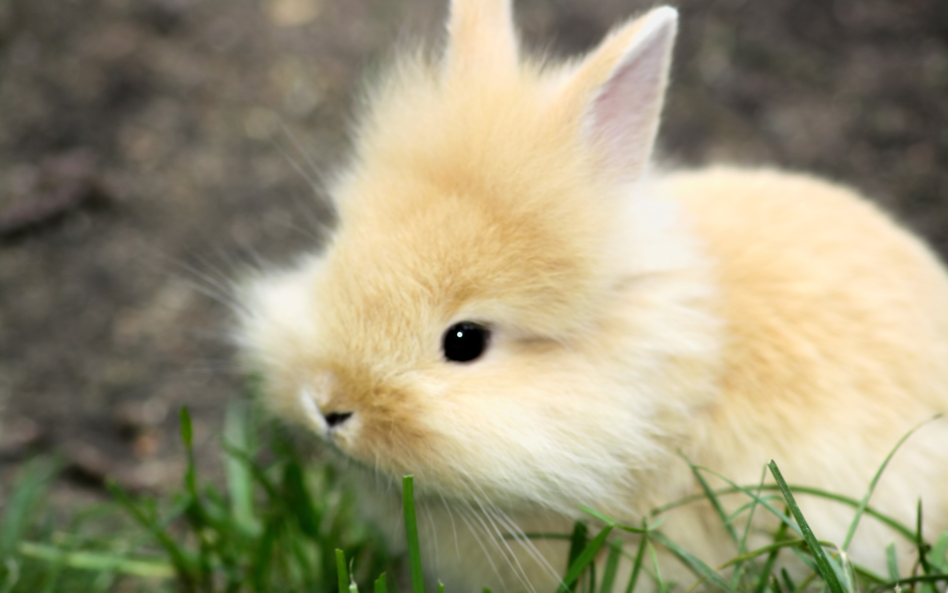 rabbits, nature, animals, mammals, HD Wallpaper