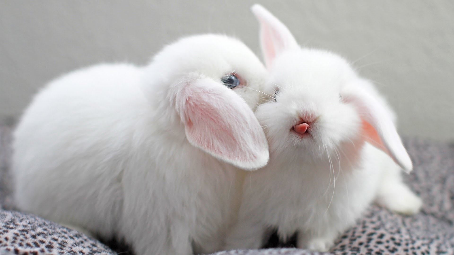 rabbits, nature, animals, mammals, HD Wallpaper