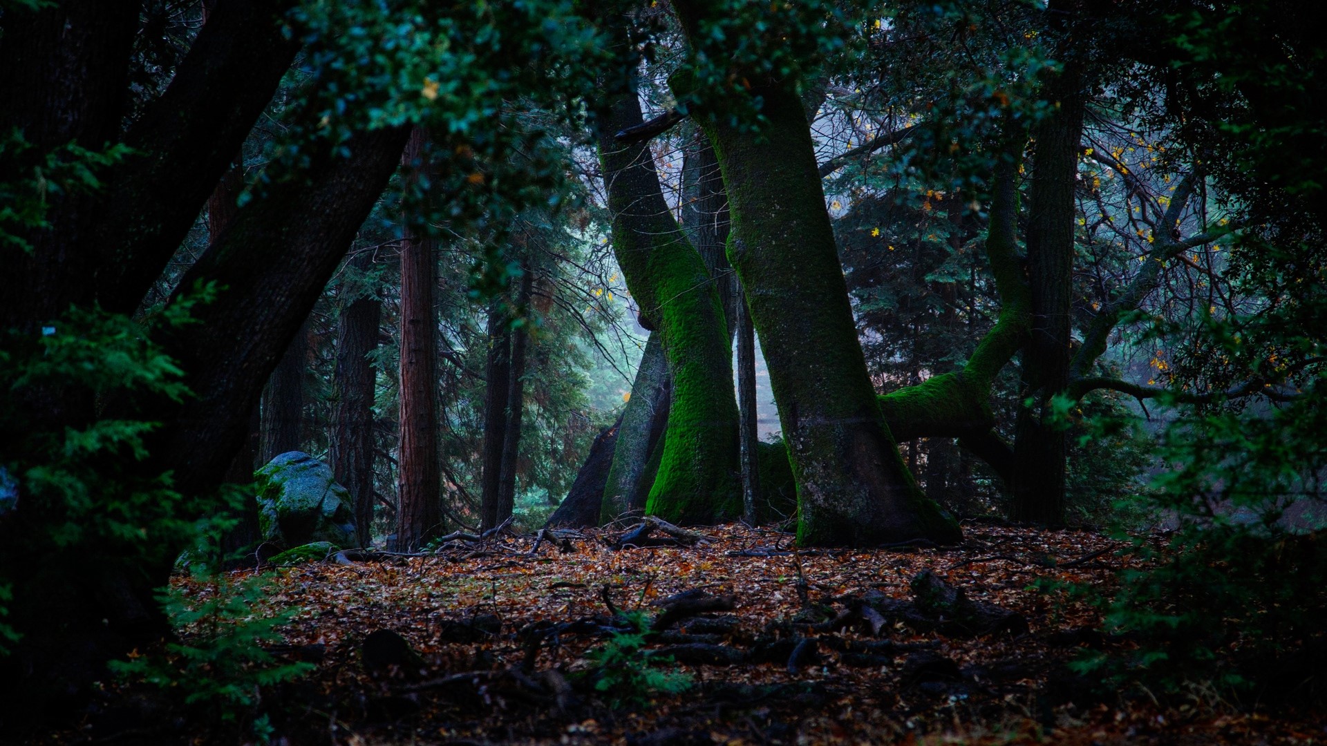 trees, moss, foliage, forest, green, leaves, HD Wallpaper